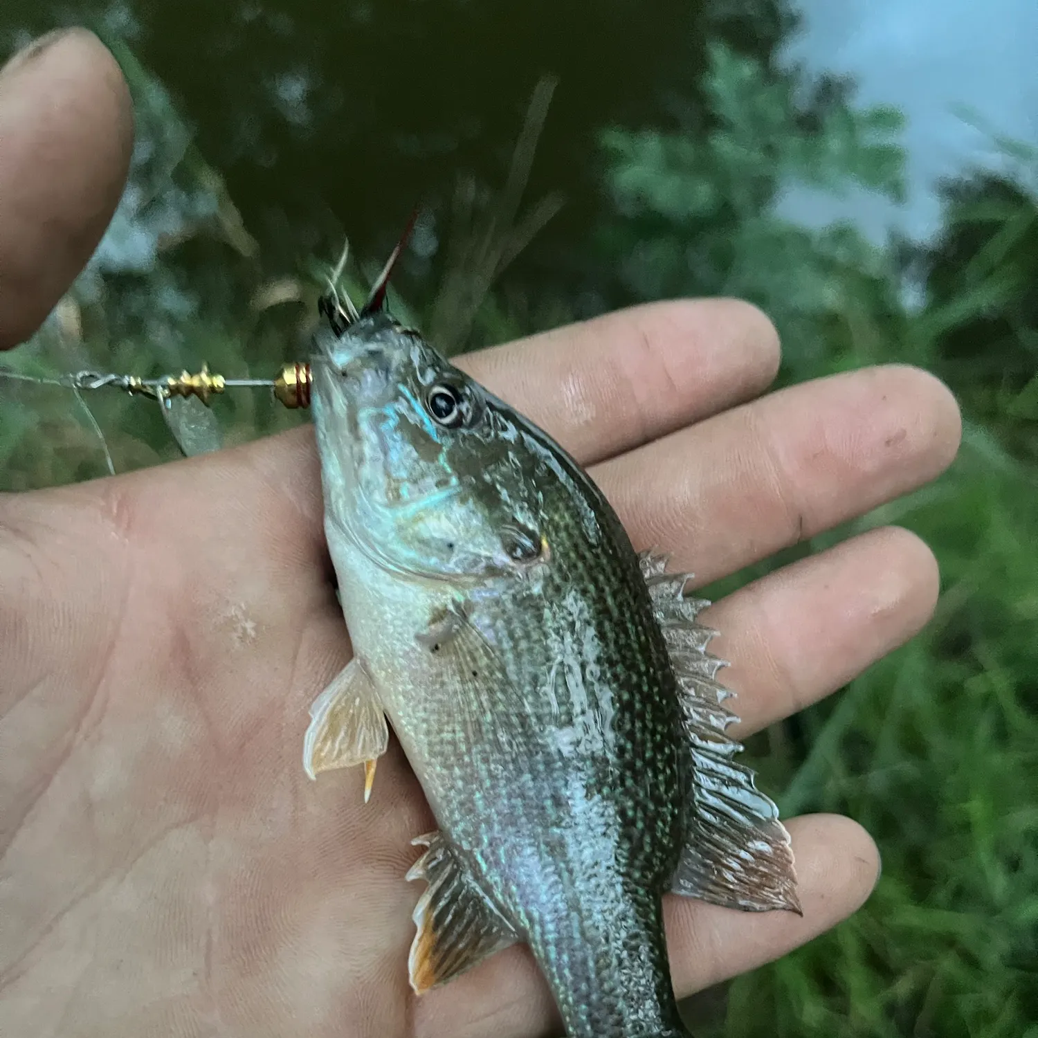 Green sunfish caught on Fishbrain