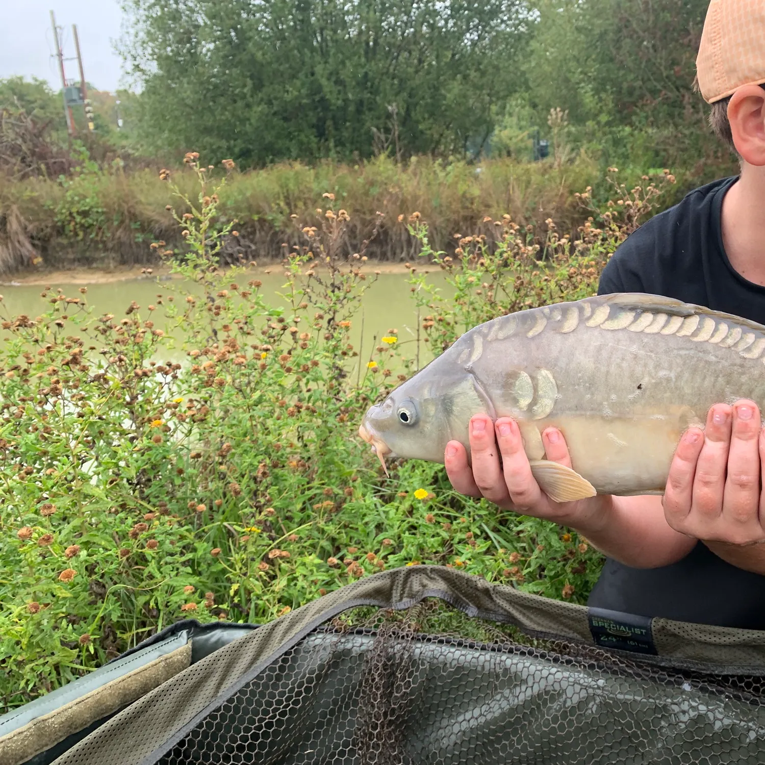 Mirror carp caught on Fishbrain