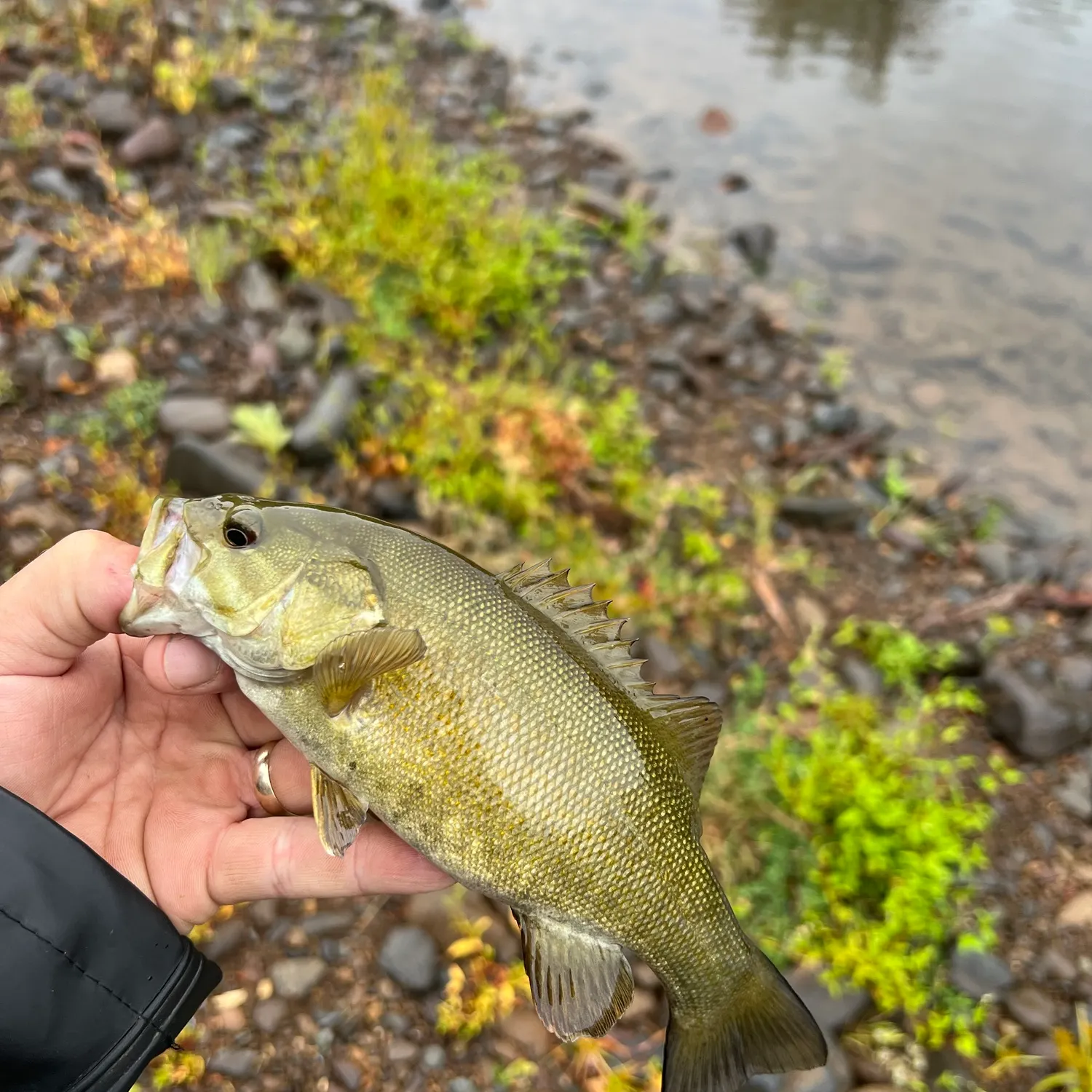 Smallmouth bass caught on Fishbrain