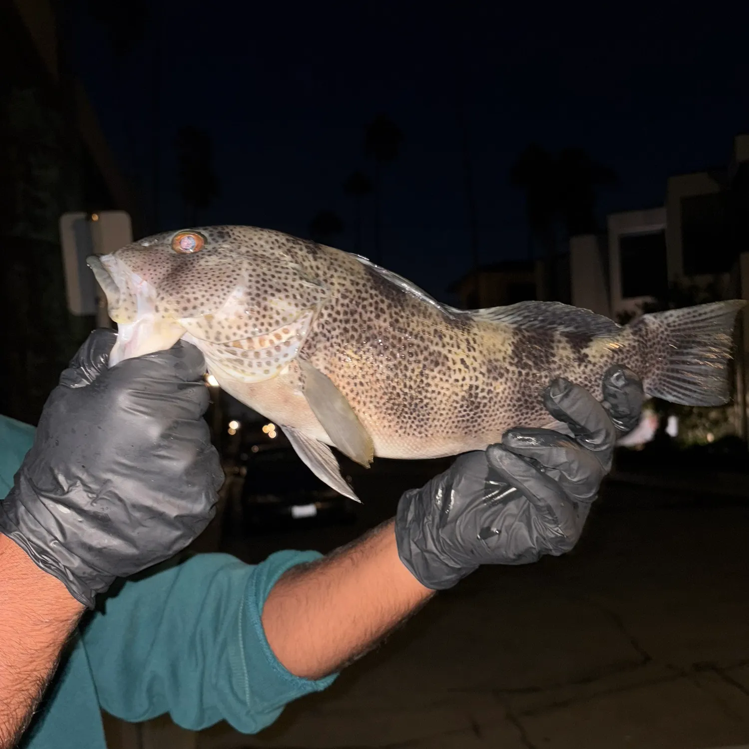 Spotted sand bass caught on Fishbrain
