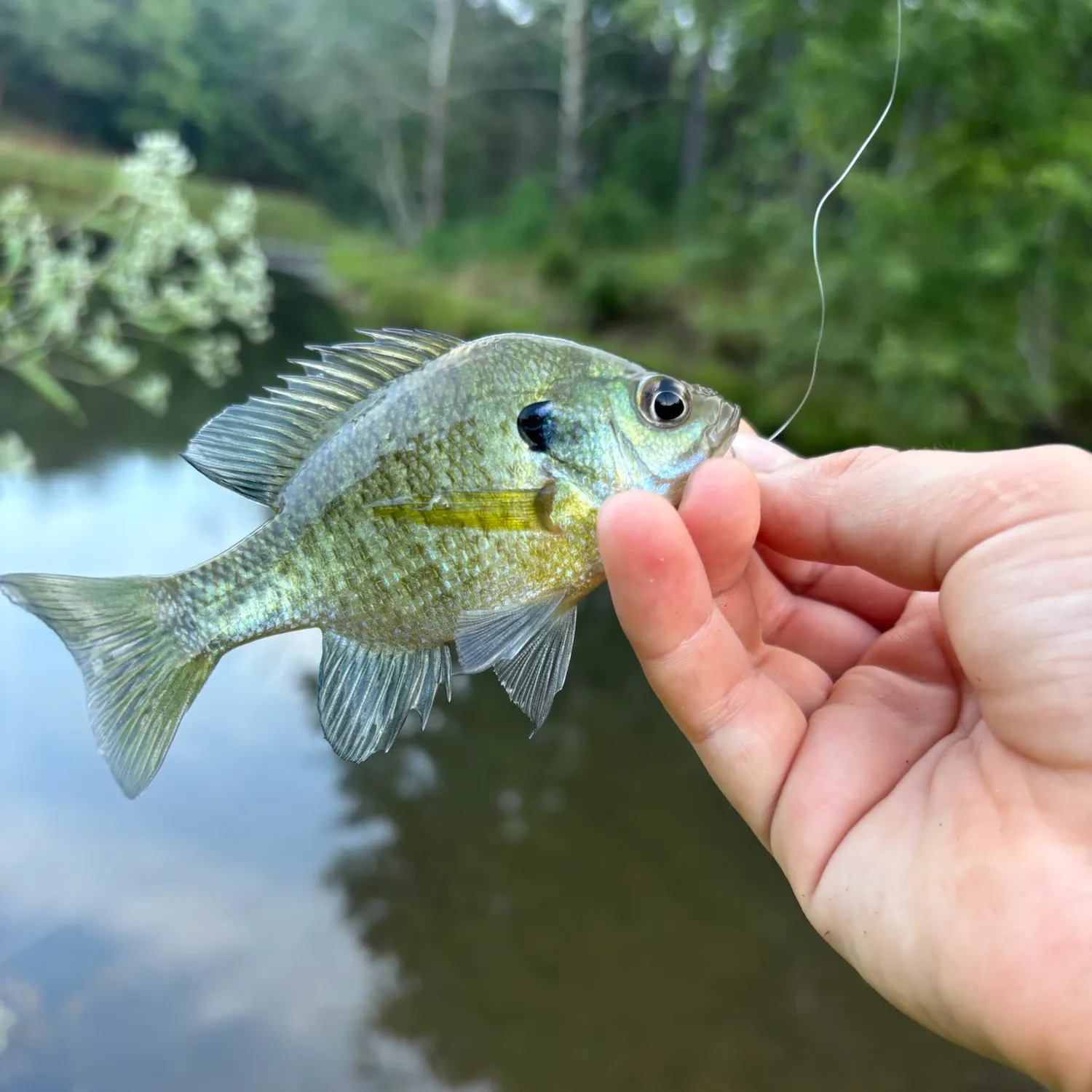 Bluegill caught on Fishbrain