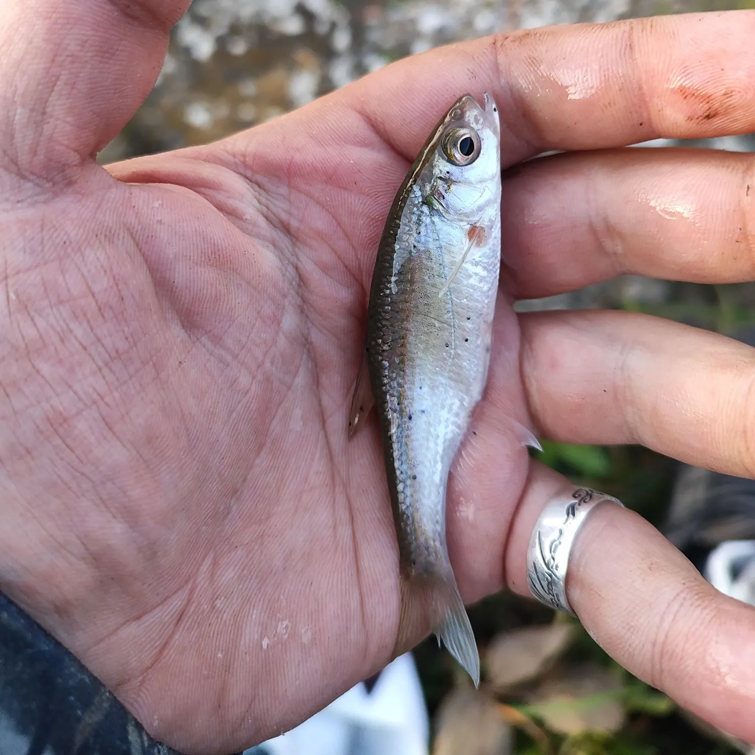 The most recent Spirinchus lanceolatus catches on Fishbrain