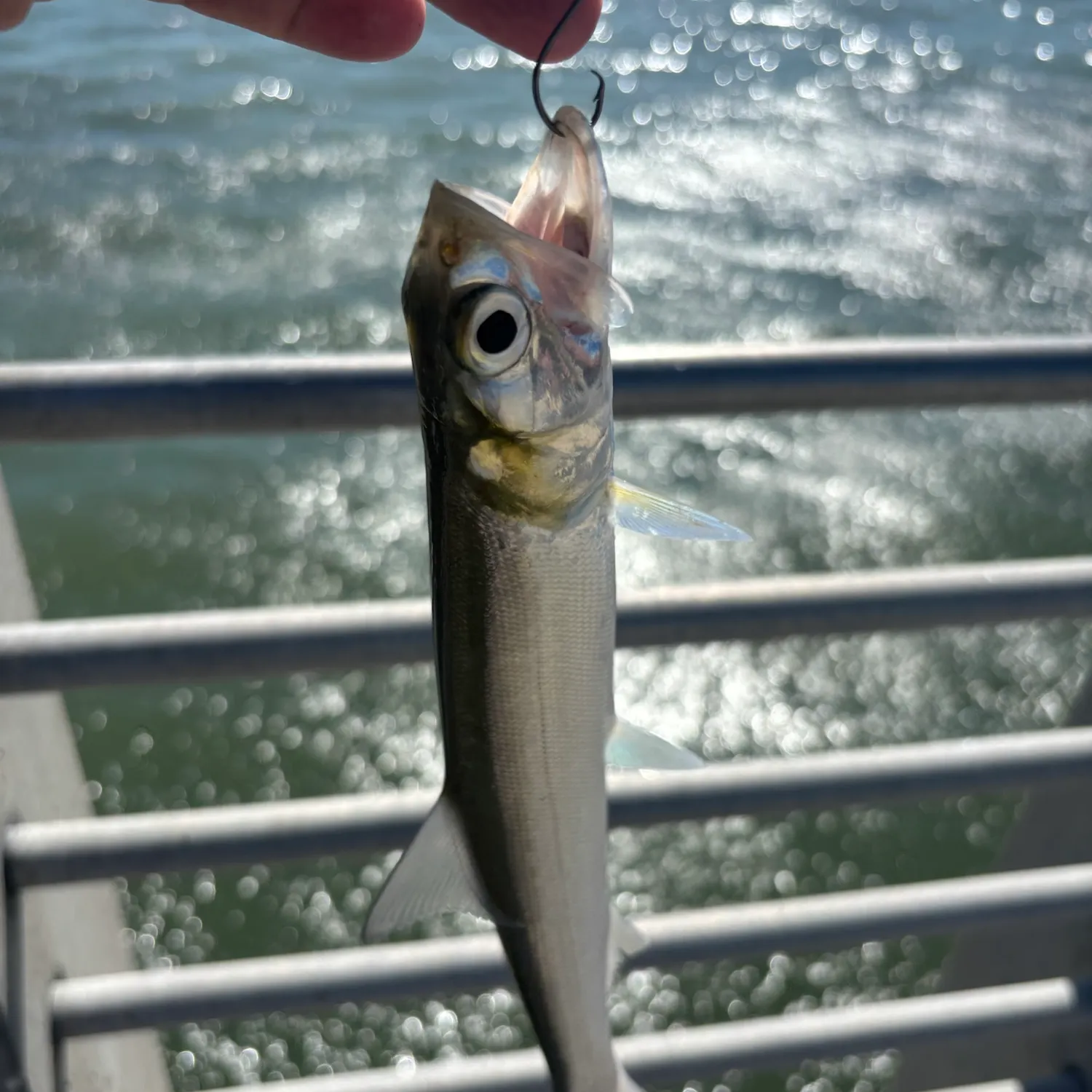 Ladyfish caught on Fishbrain