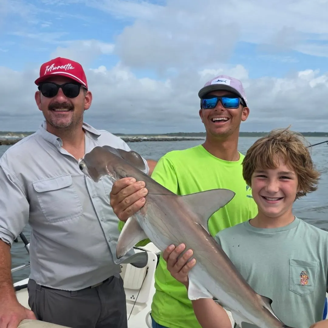 The most recent Scalloped hammerhead shark catches on Fishbrain