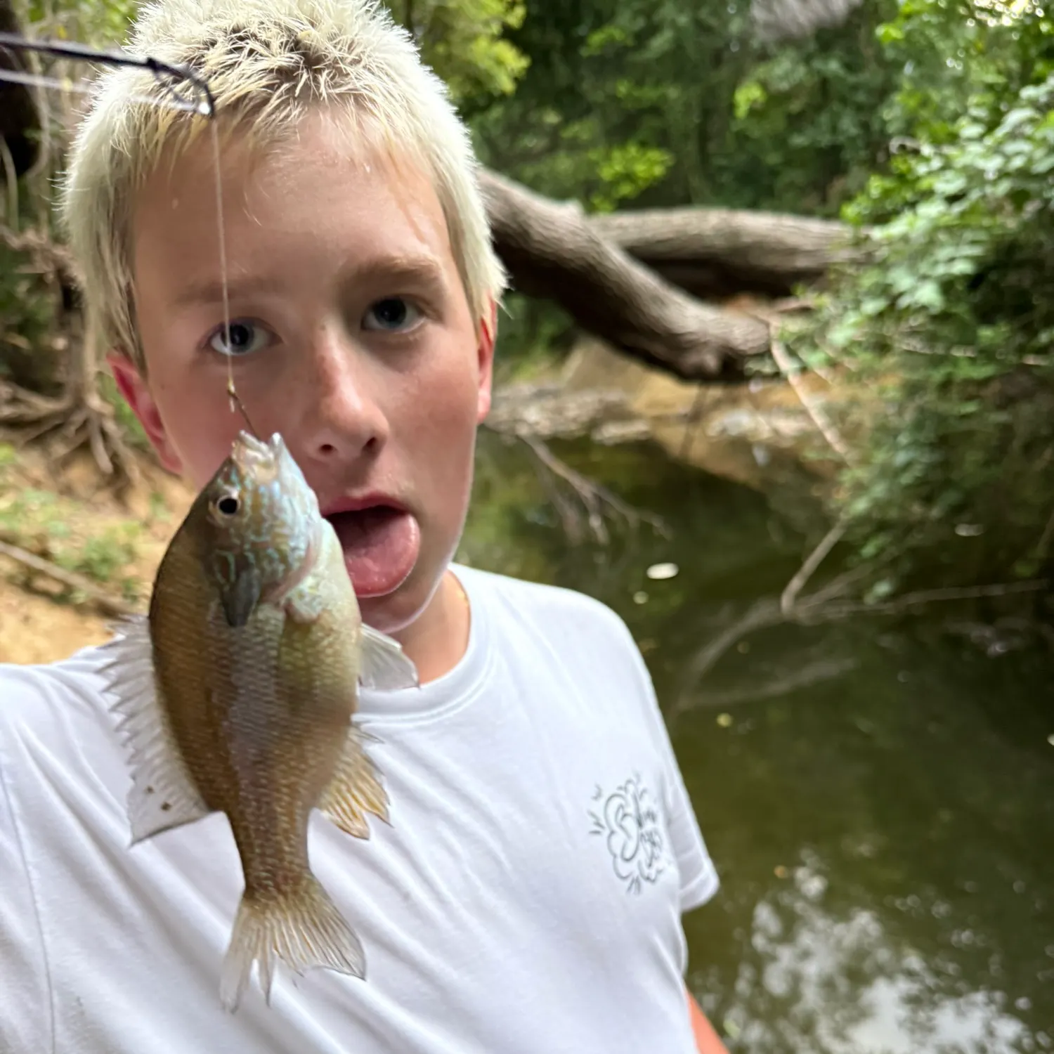 Bluegill caught on Fishbrain