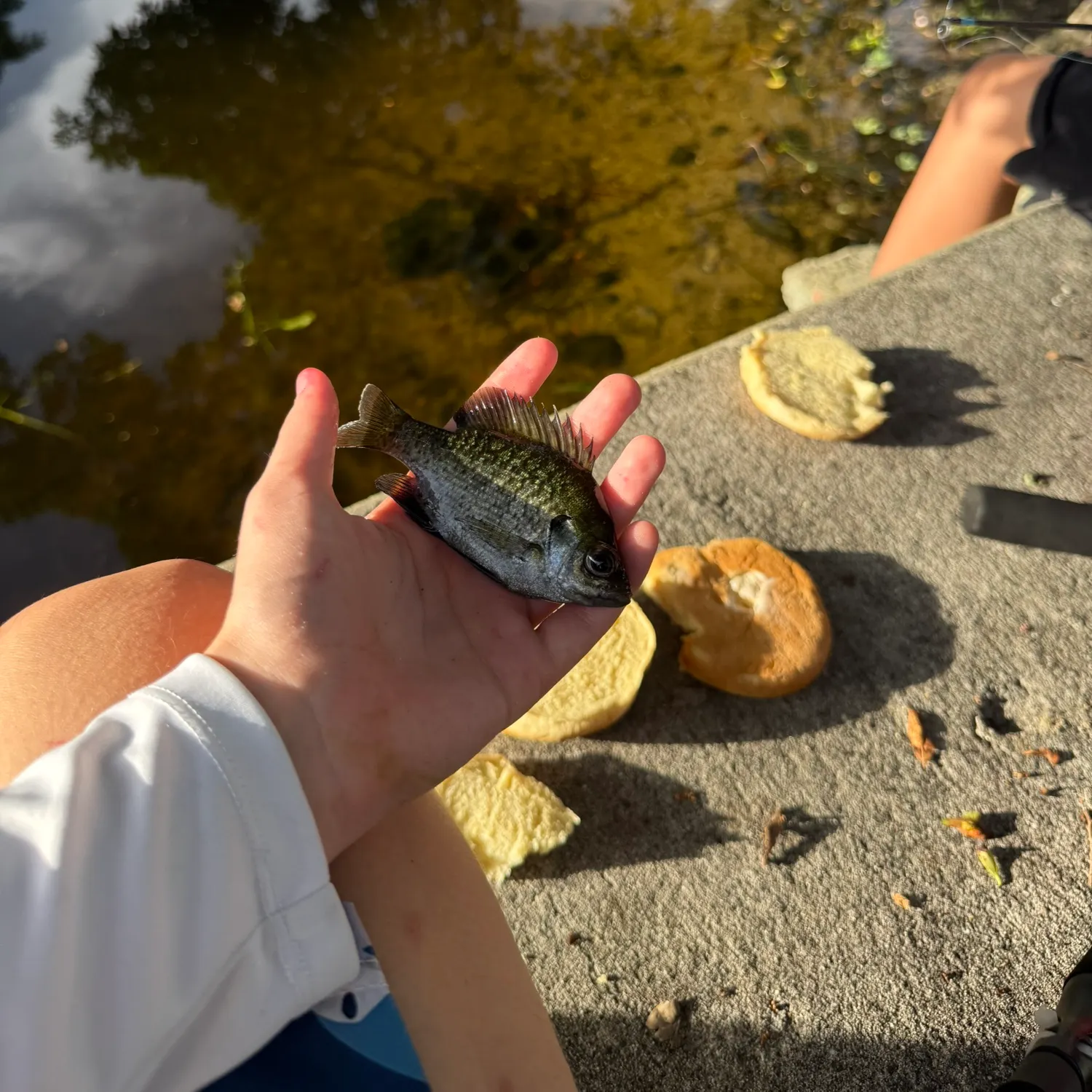 Bluegill caught on Fishbrain