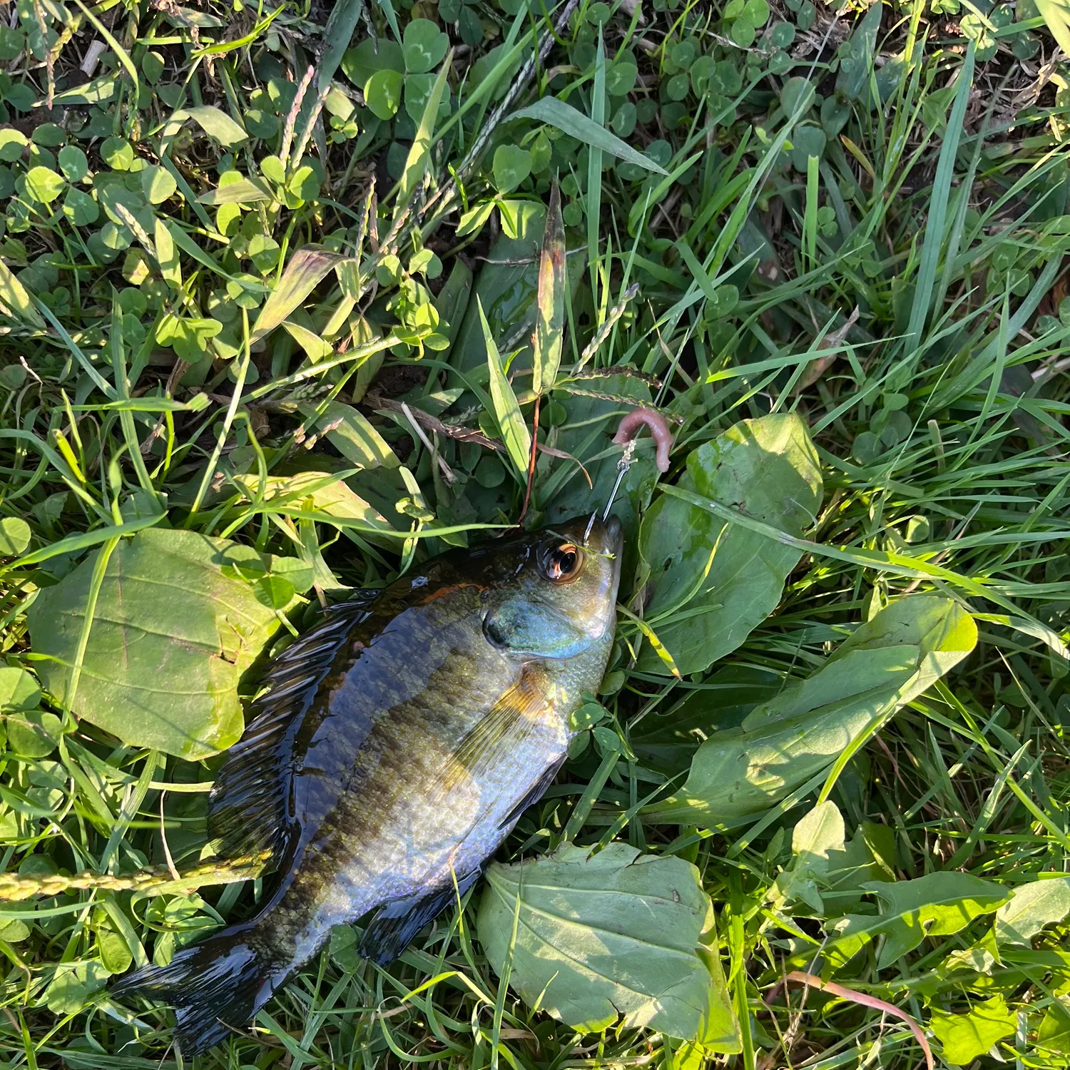 Bluegill caught on Fishbrain