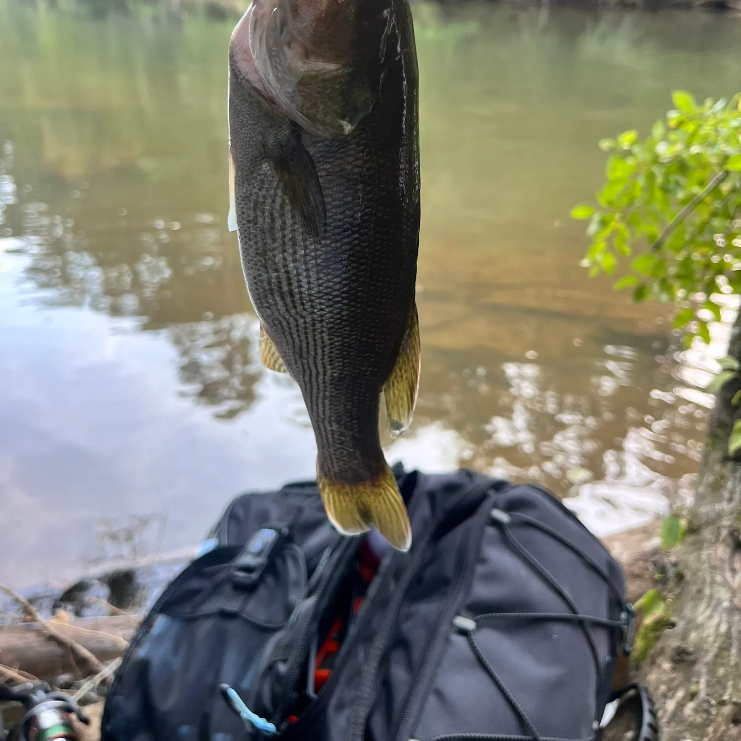 The most recent Redeye bass catches on Fishbrain