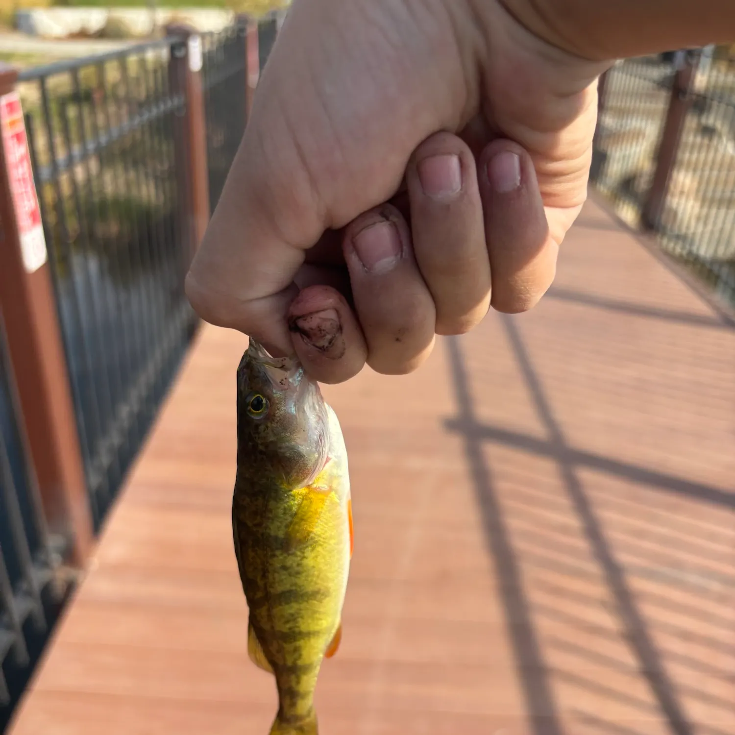Yellow perch caught on Fishbrain