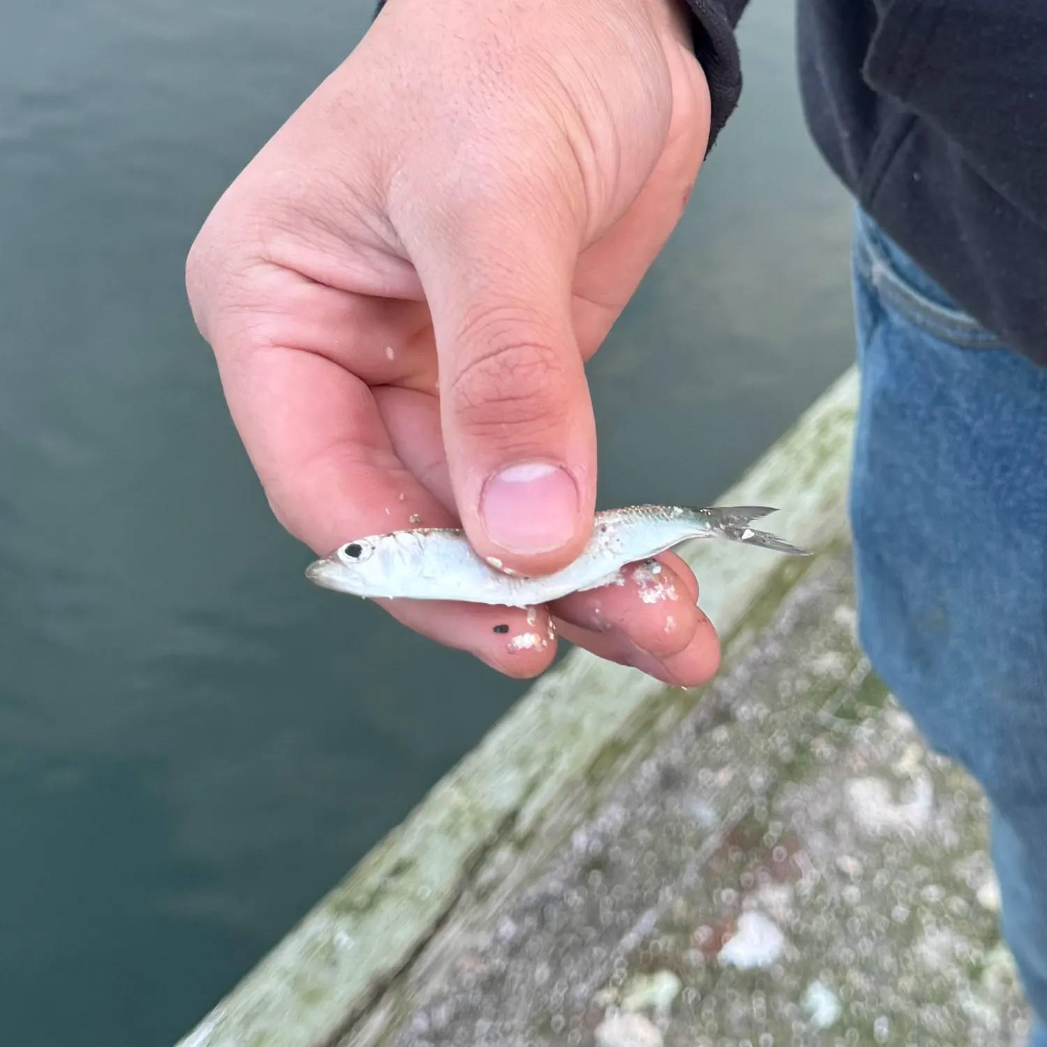 The most recent Pacific herring catches on Fishbrain