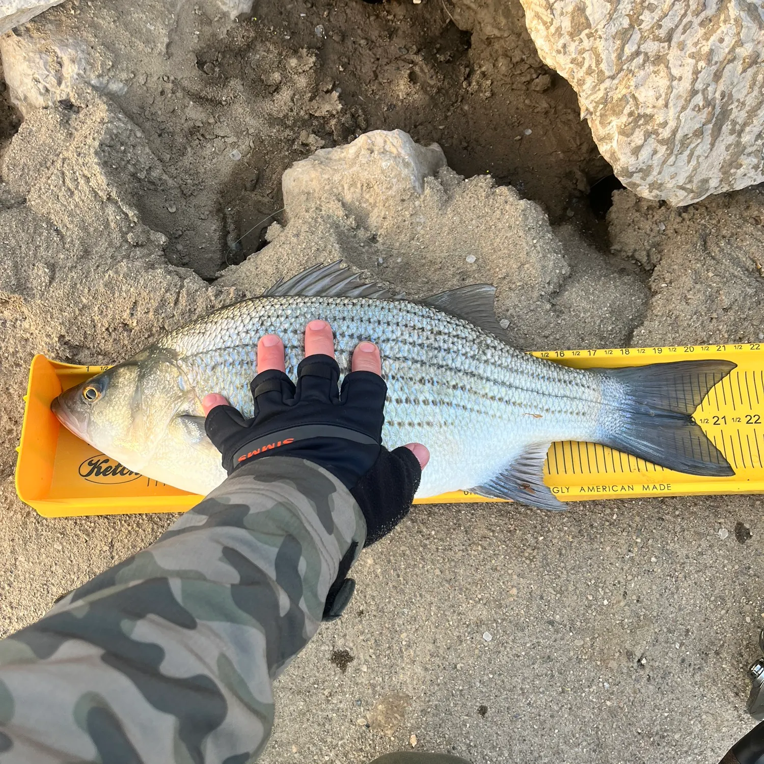 recently logged catches
