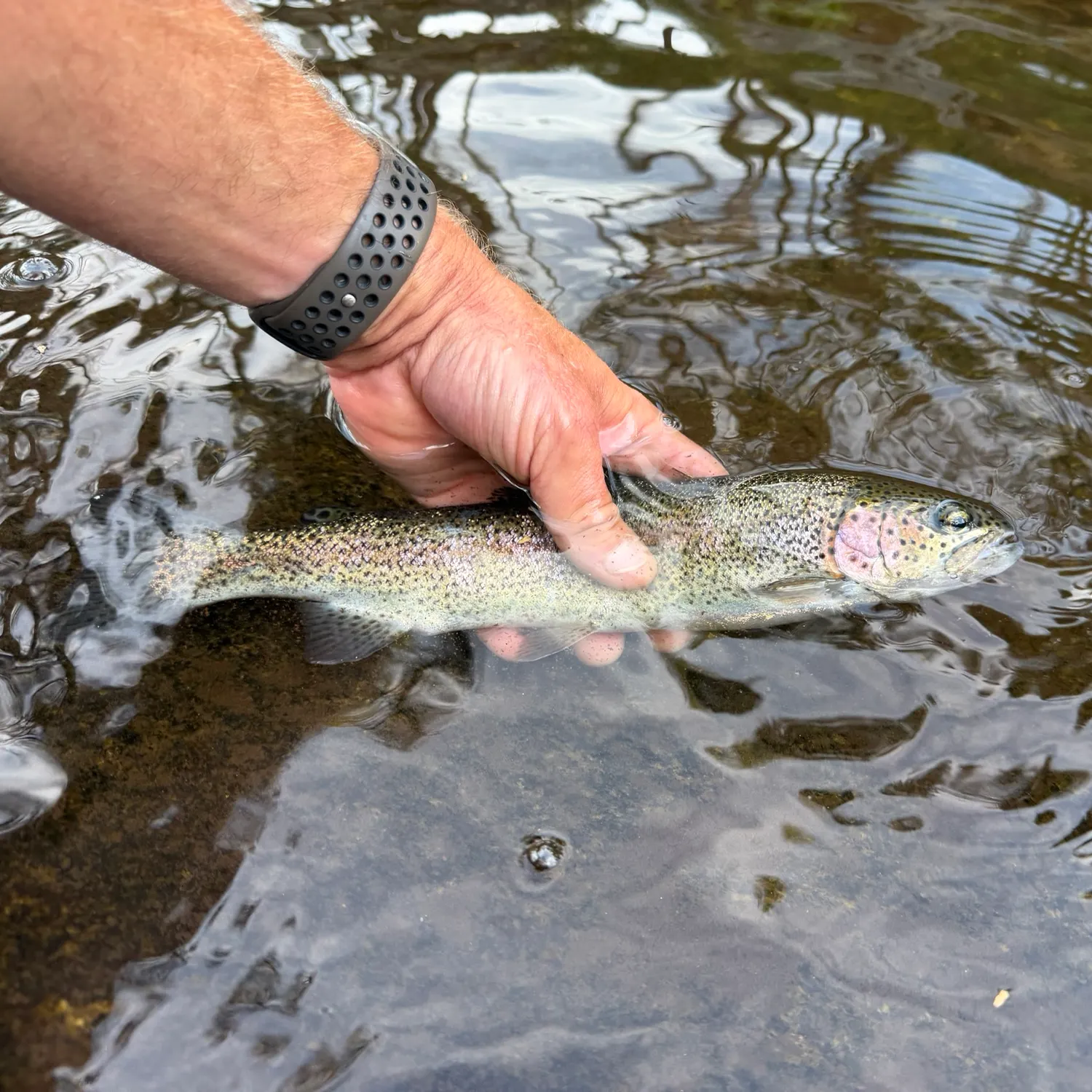 Rainbow trout caught on Fishbrain