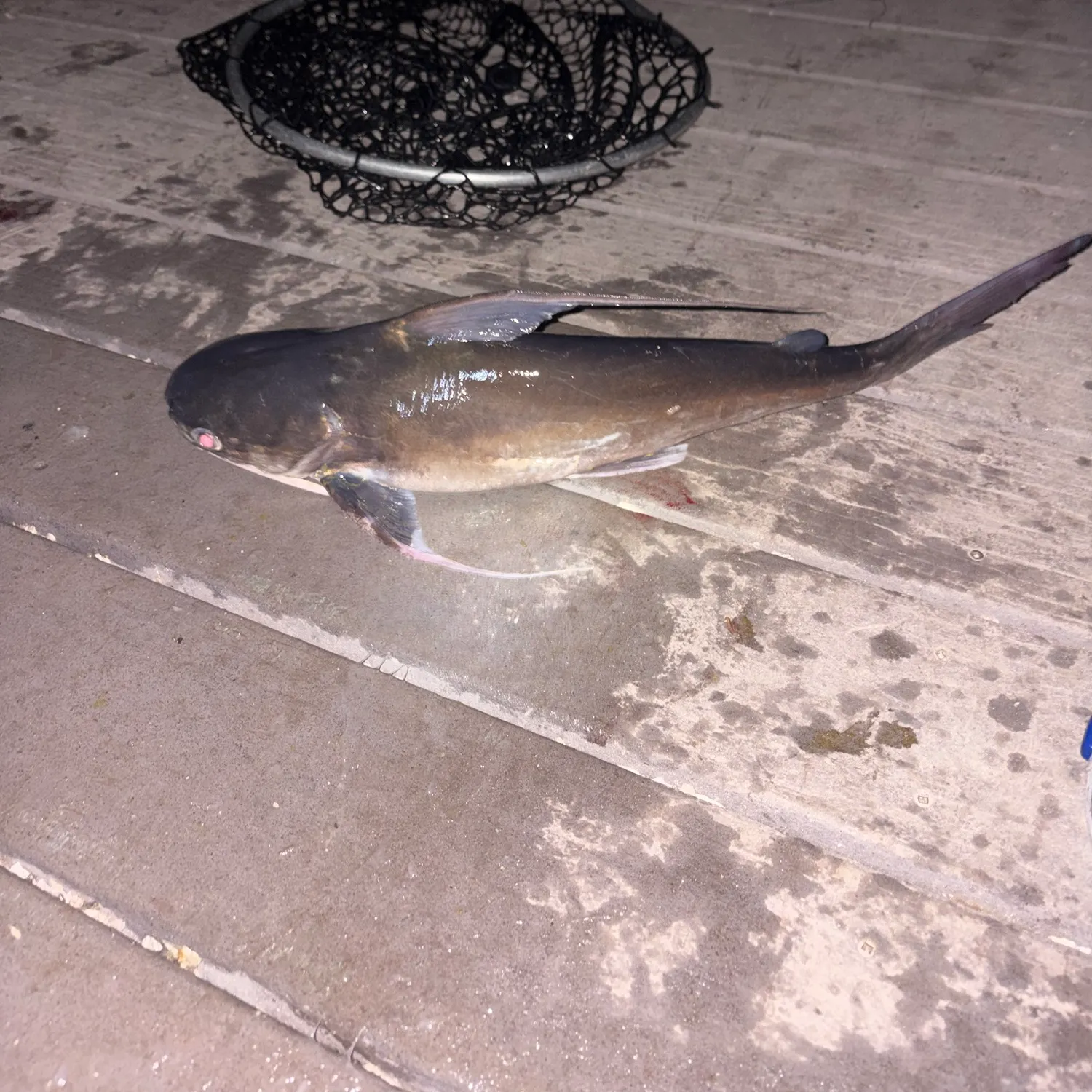 Gafftopsail sea catfish caught on Fishbrain