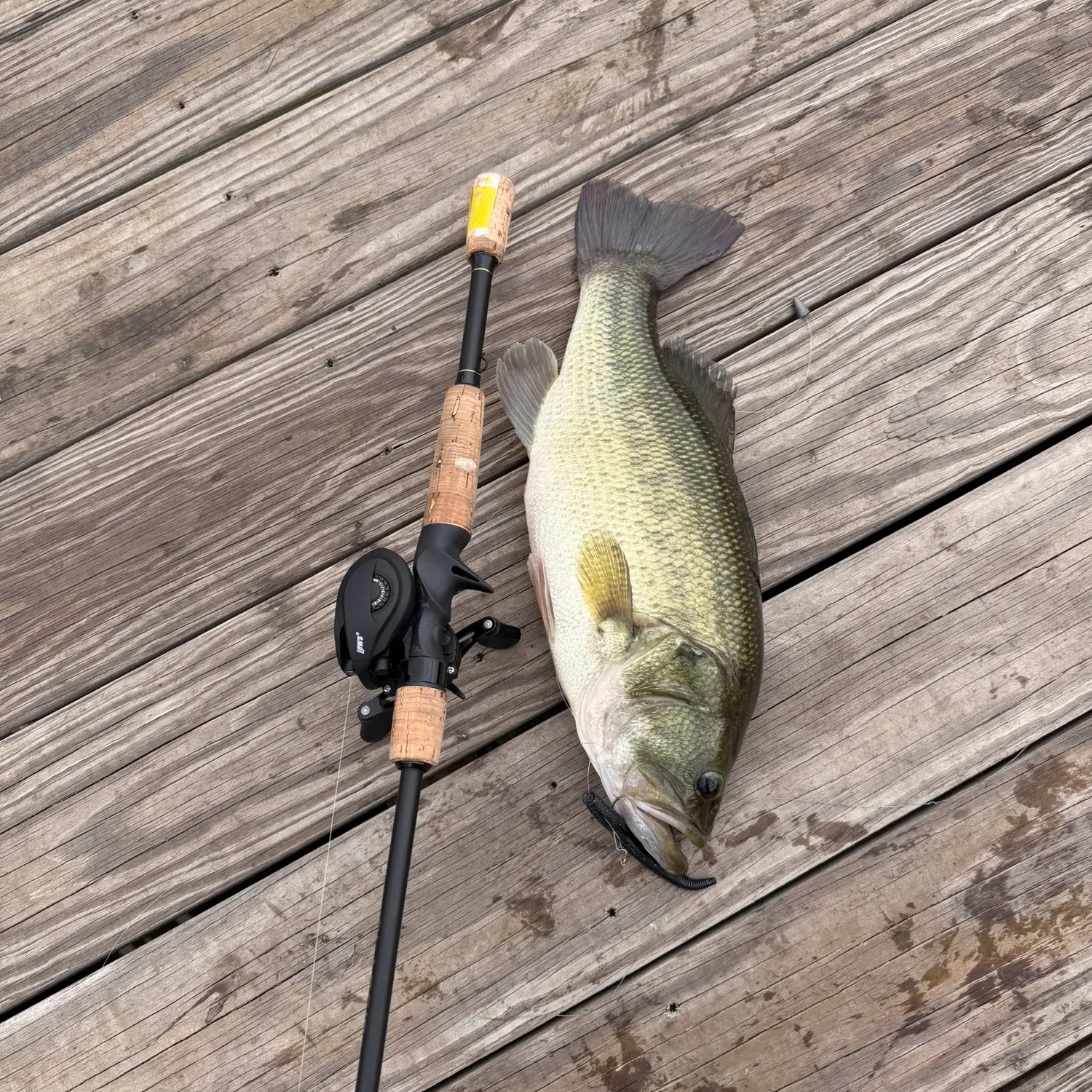 Largemouth bass caught on Fishbrain