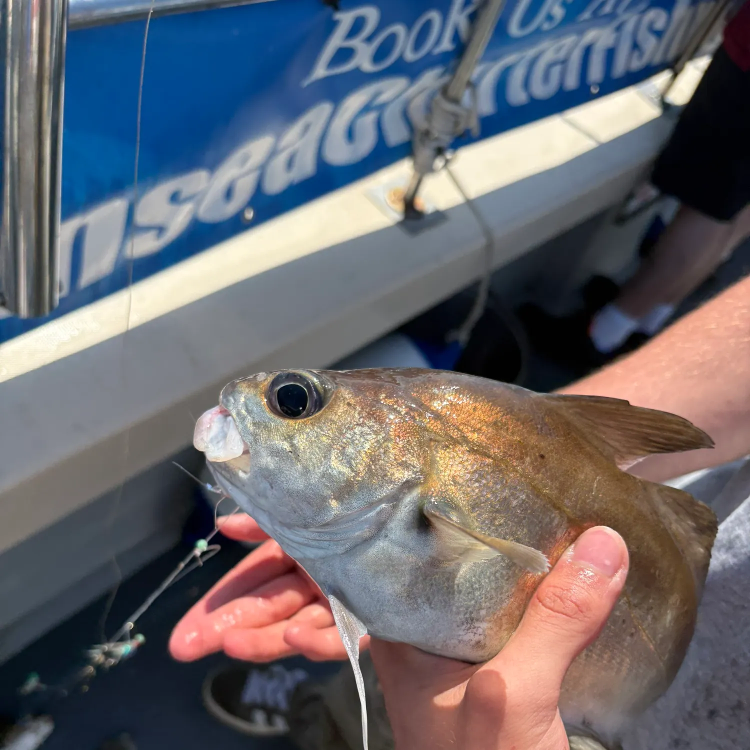 The most recent Pouting catches on Fishbrain