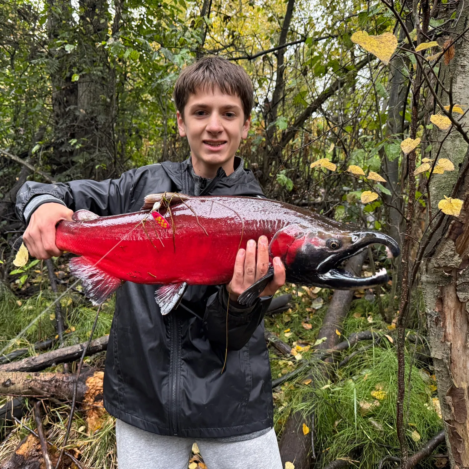 Coho salmon caught on Fishbrain