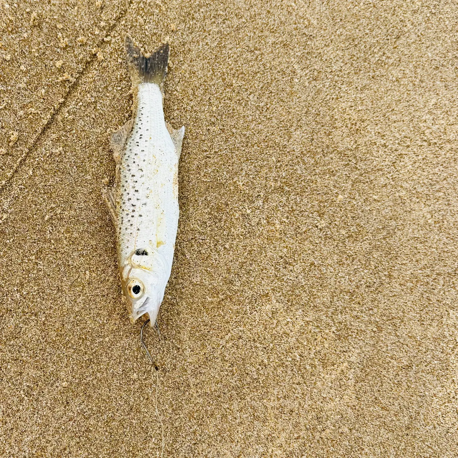 The most recent Spotted seabass catches on Fishbrain