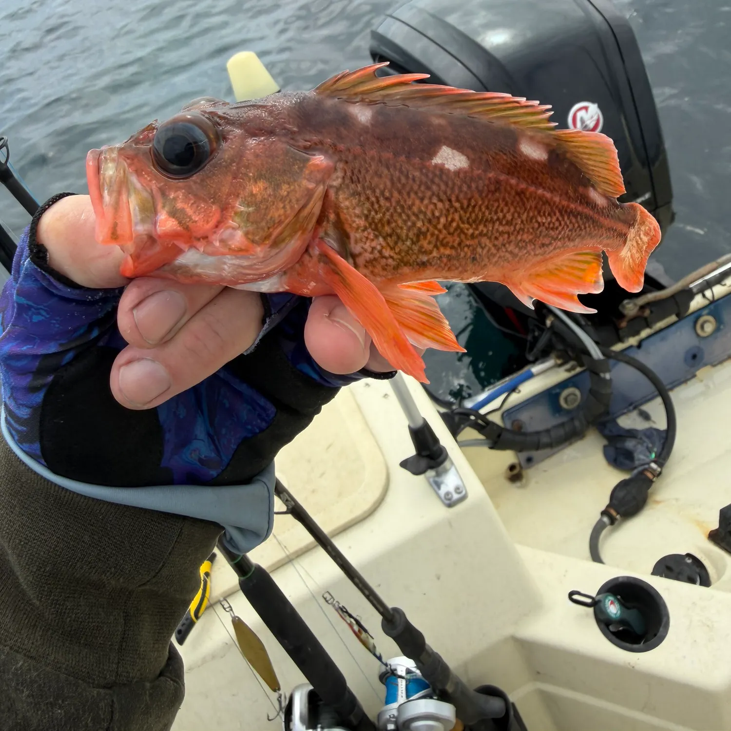 The most recent Honeycomb rockfish catches on Fishbrain