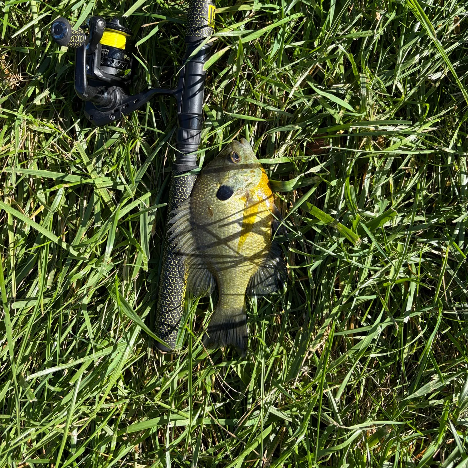Bluegill caught on Fishbrain