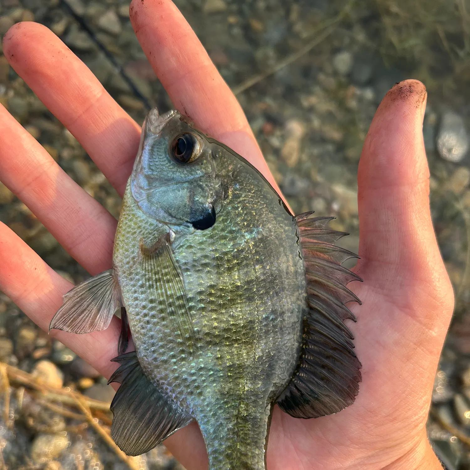 Bluegill caught on Fishbrain