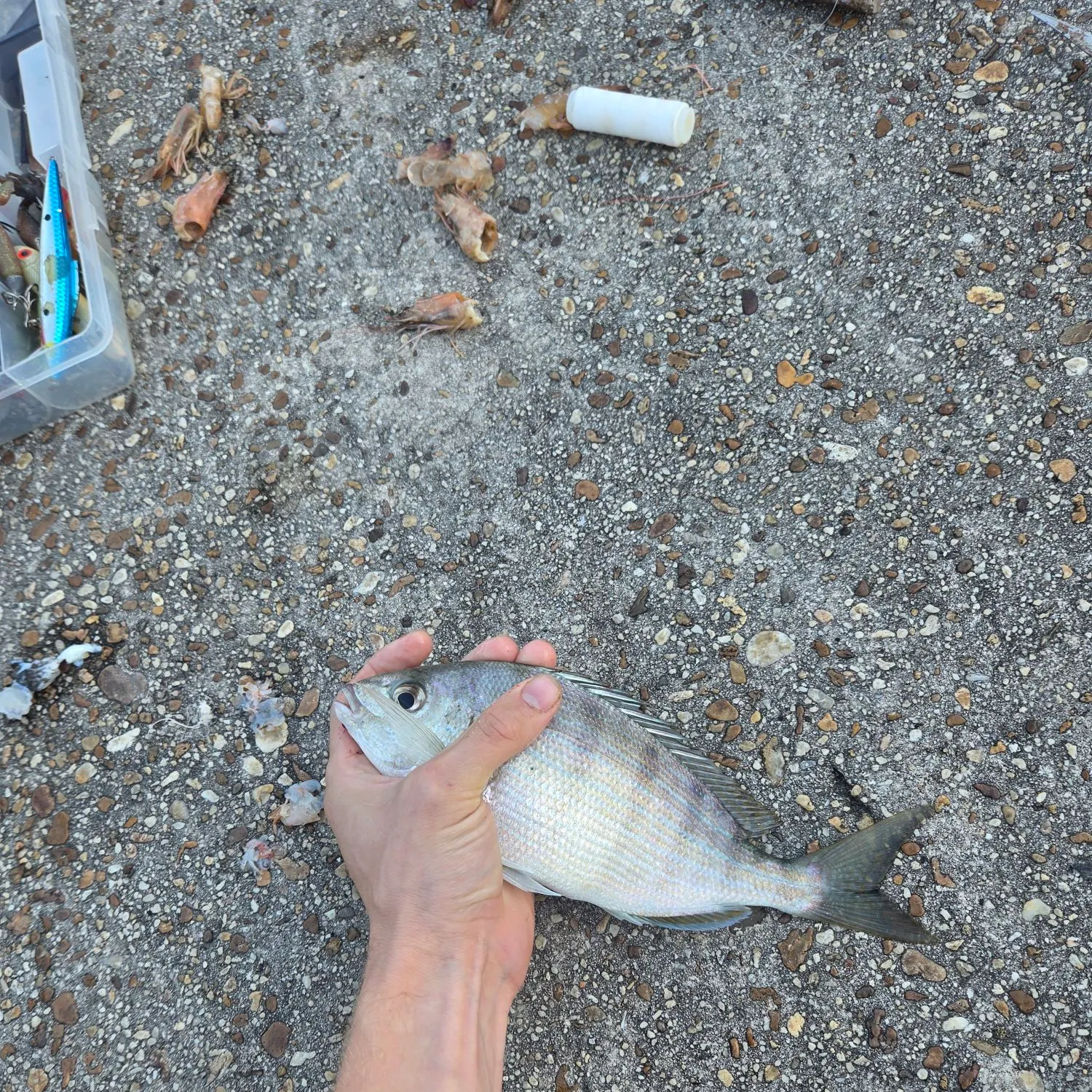 Pinfish caught on Fishbrain