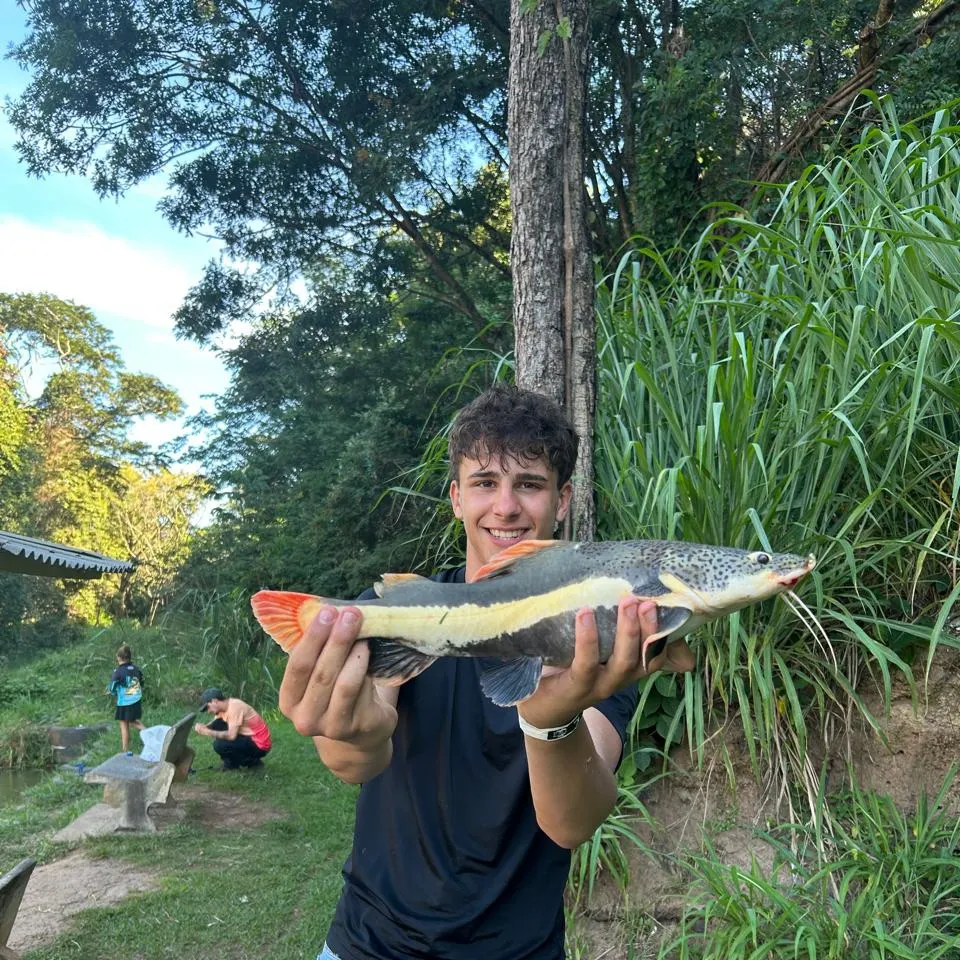 The most recent Redtail catfish catches on Fishbrain