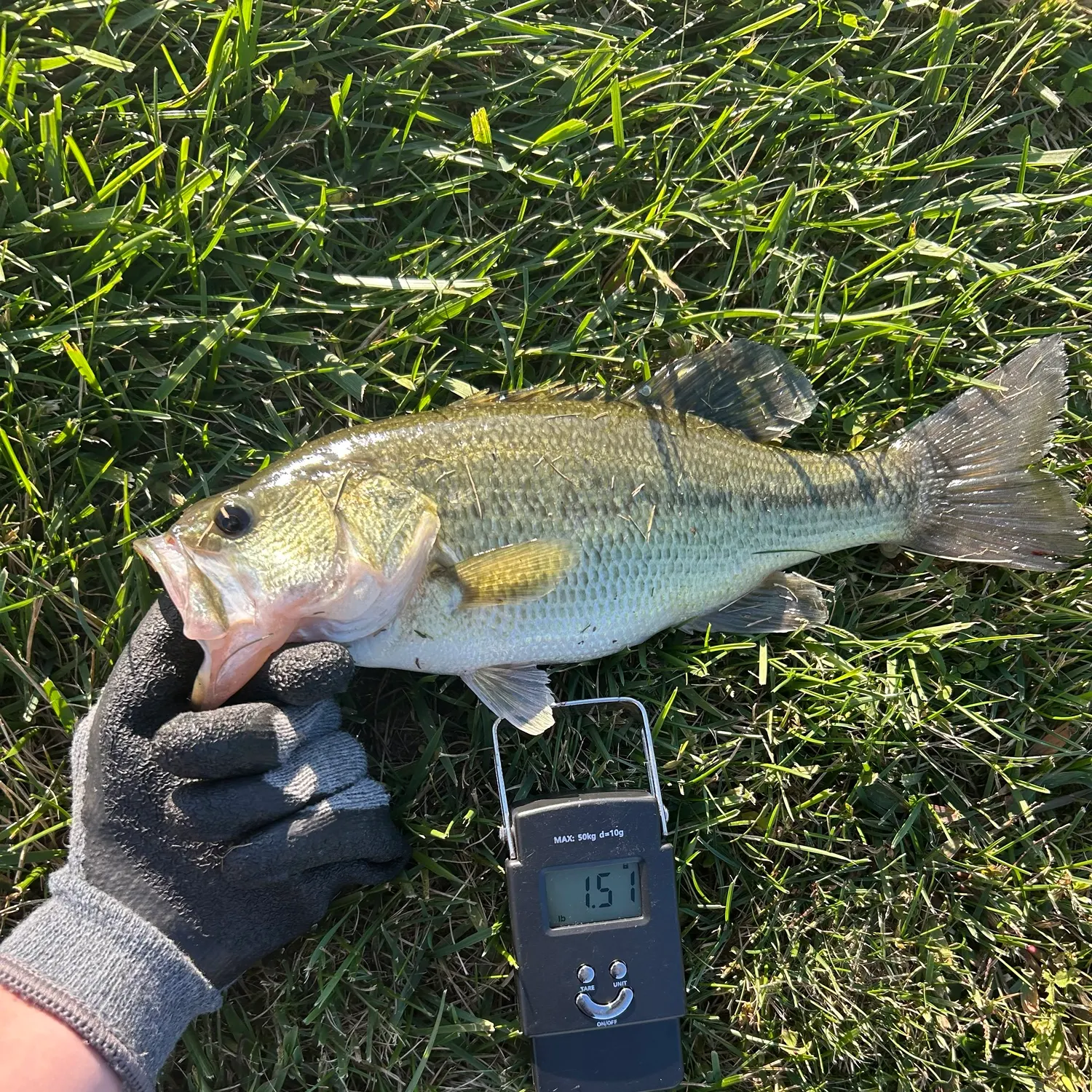 Largemouth bass caught on Fishbrain