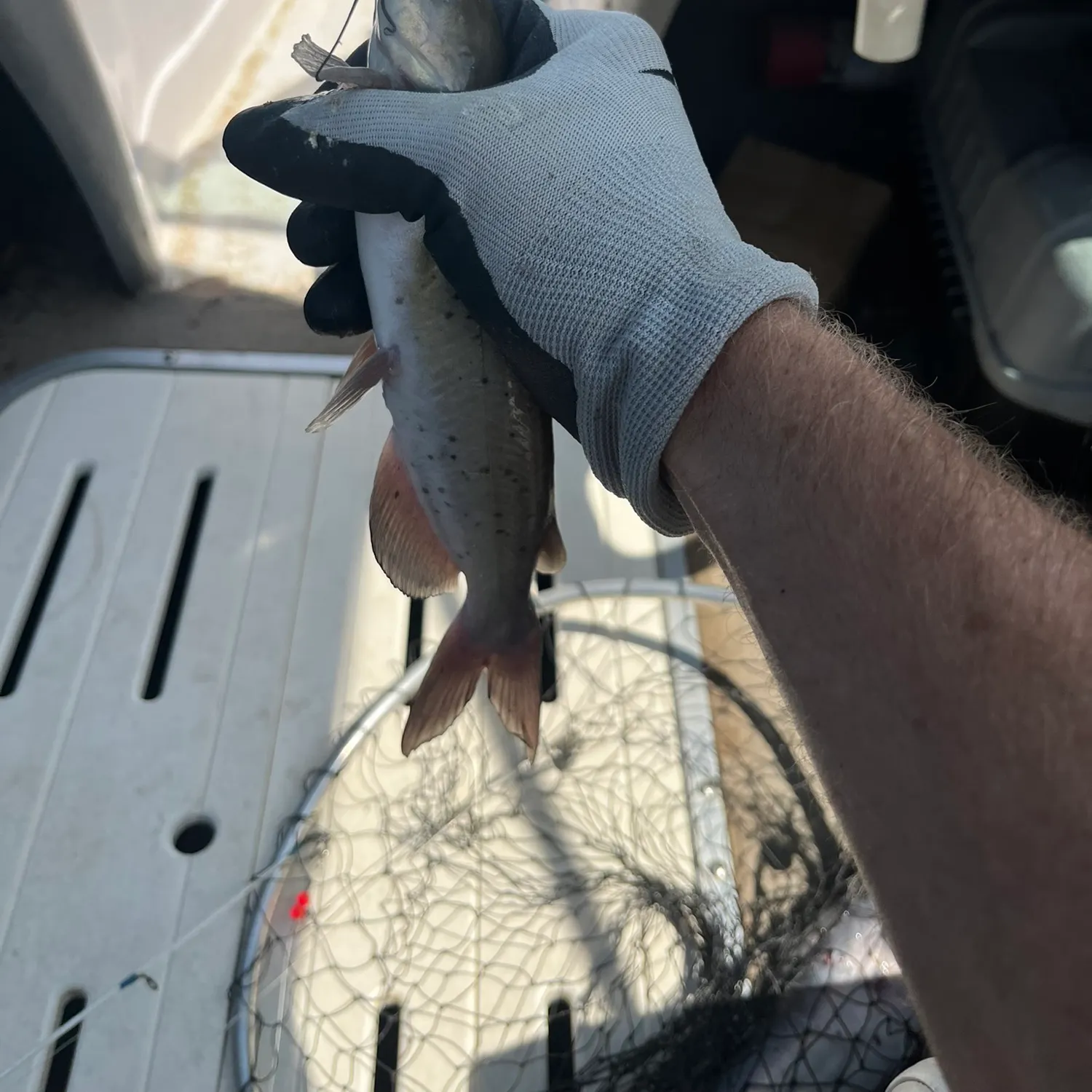 Blue catfish caught on Fishbrain