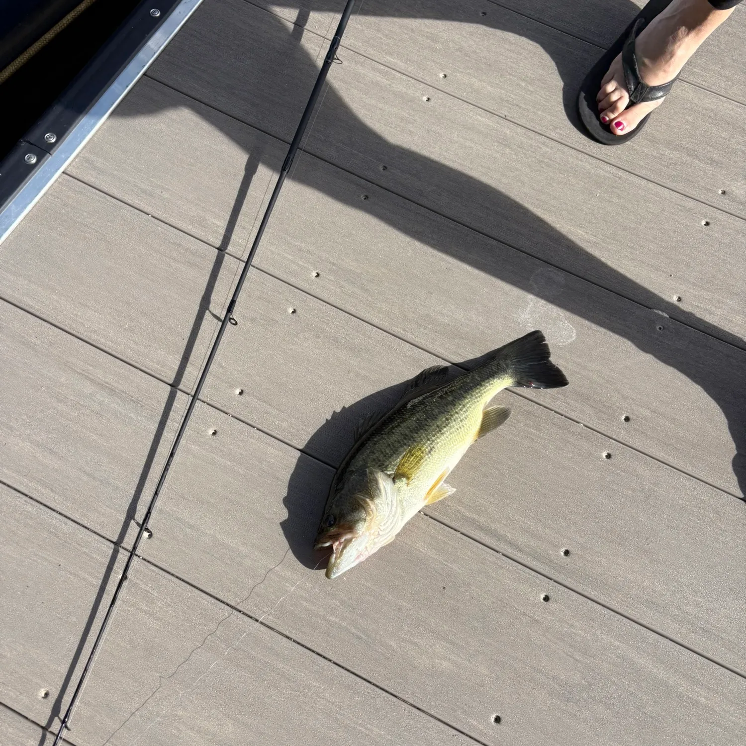 Largemouth bass caught on Fishbrain