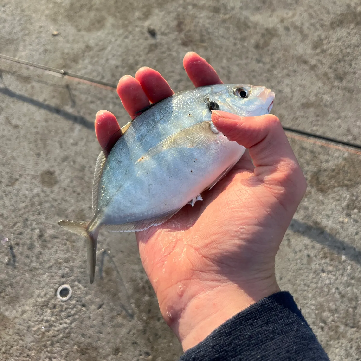 Silver trevally caught on Fishbrain