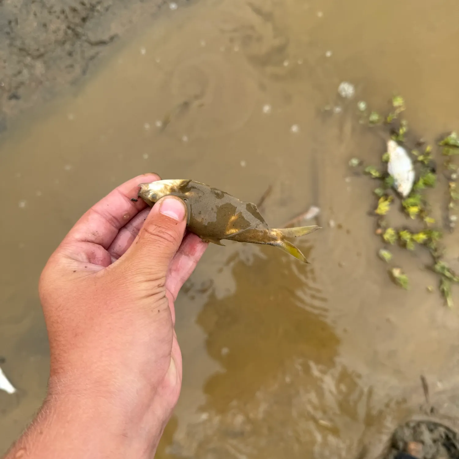 American gizzard shad caught on Fishbrain