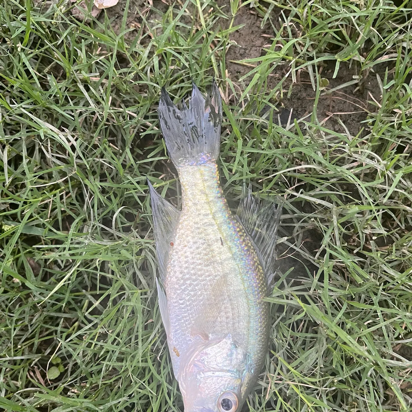 White crappie caught on Fishbrain