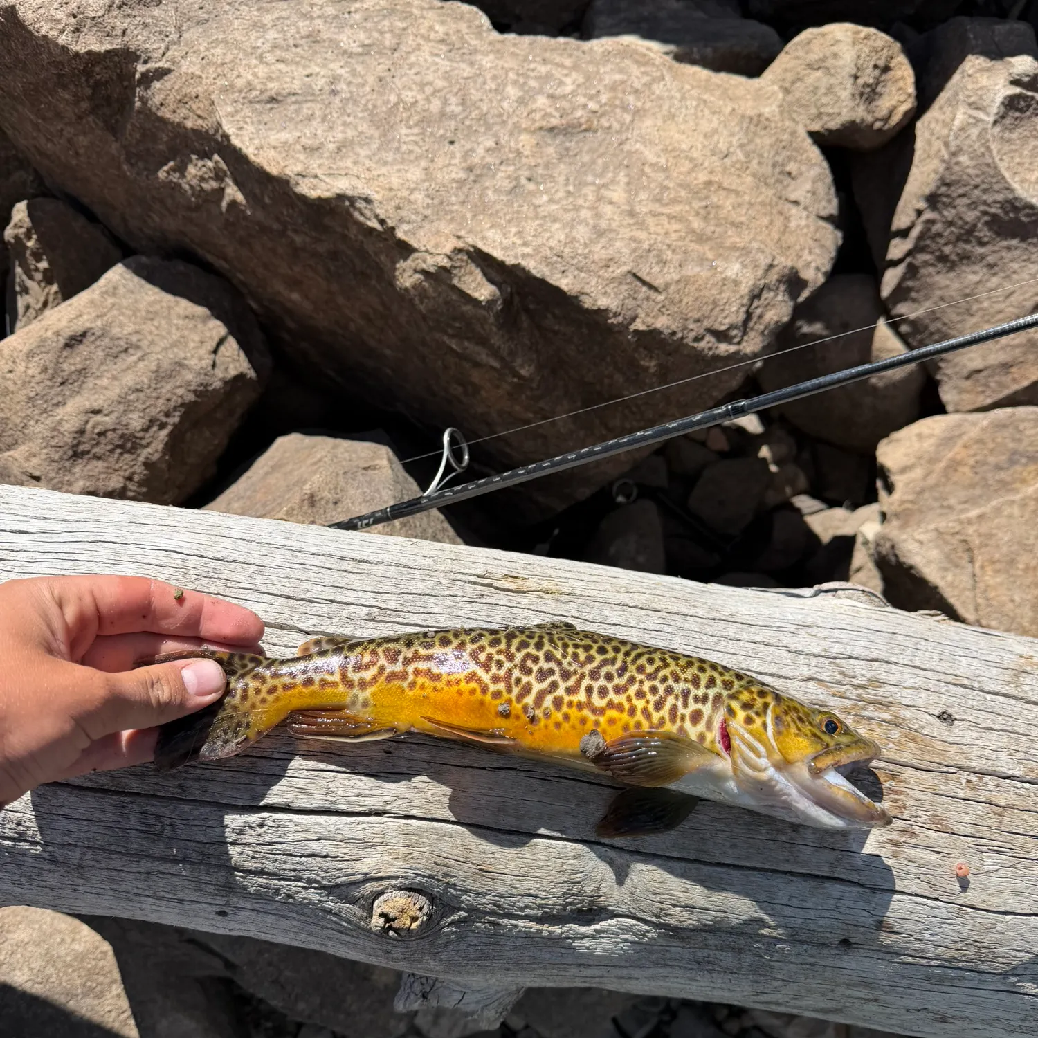 Tiger trout caught on Fishbrain