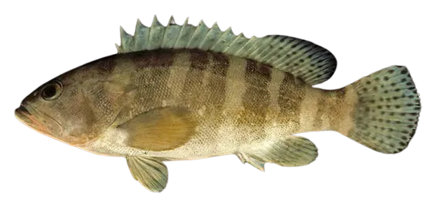 Sixbar grouper