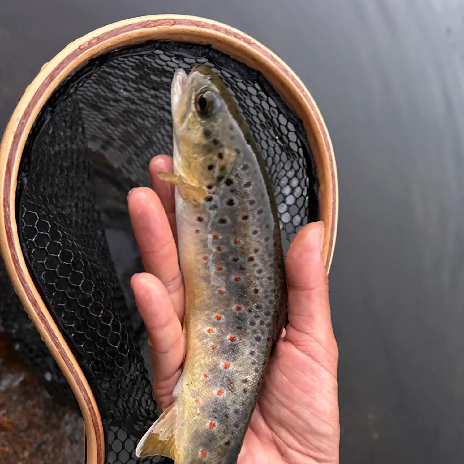 Brown trout caught on Fishbrain