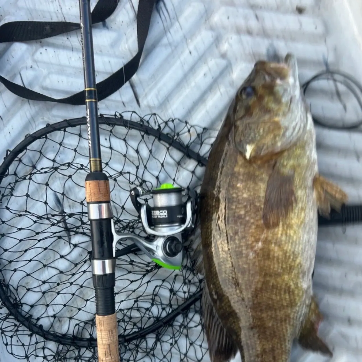 Smallmouth bass caught on Fishbrain