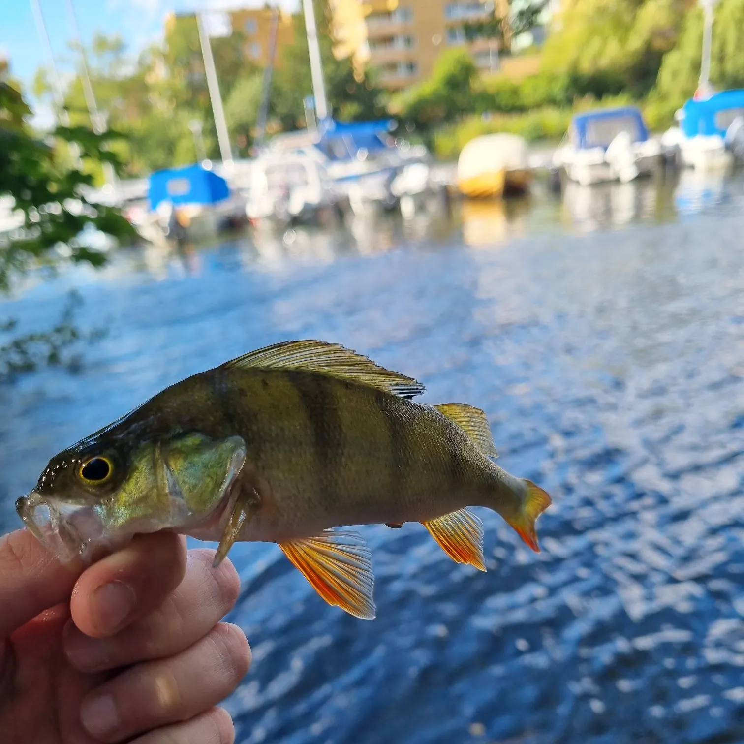 European perch caught on Fishbrain