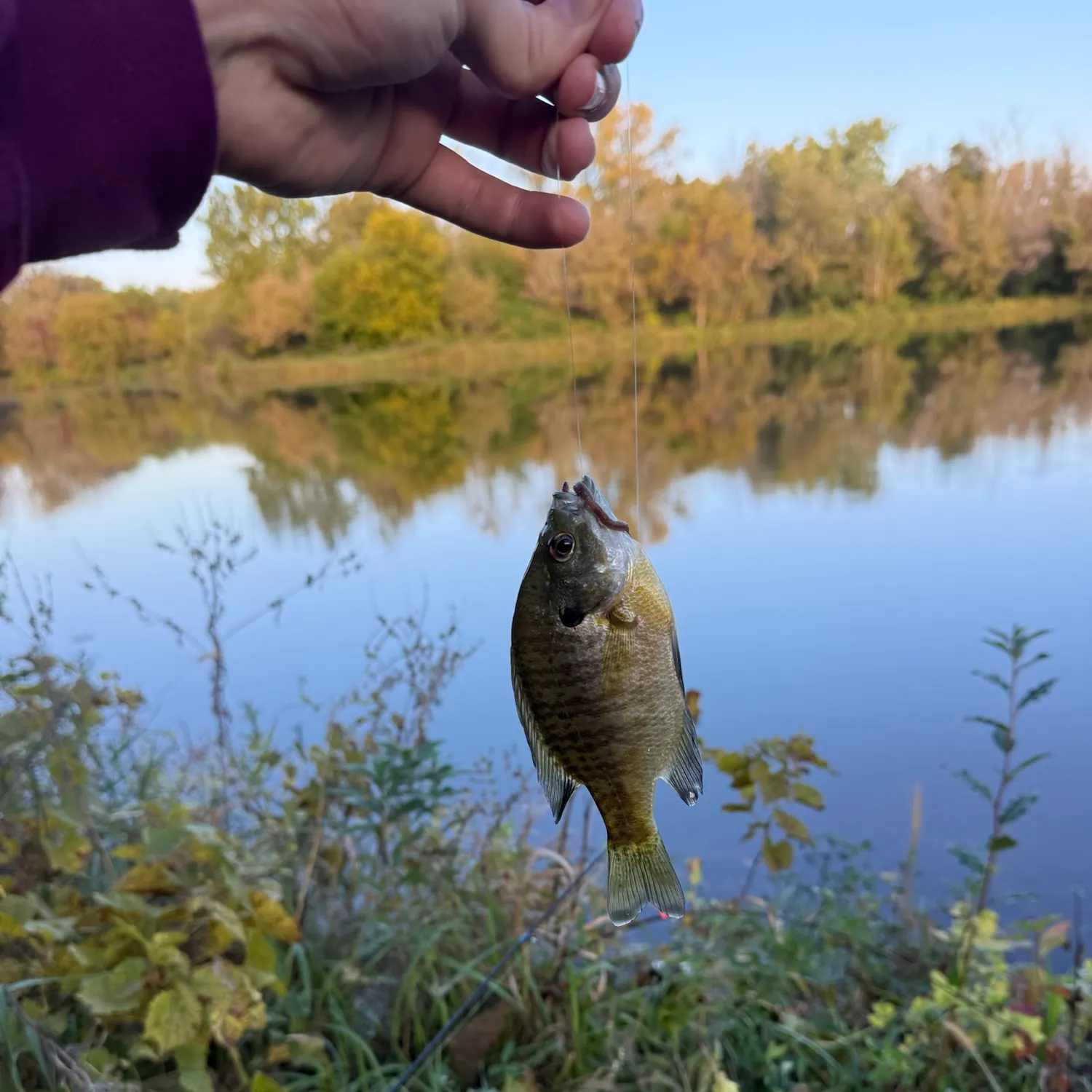 Bluegill caught on Fishbrain