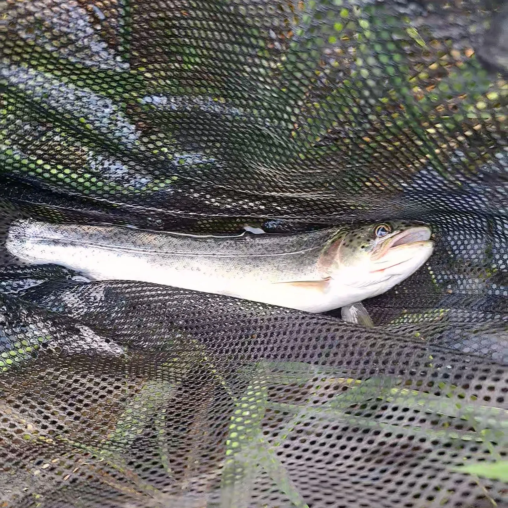 Coastal cutthroat trout caught on Fishbrain