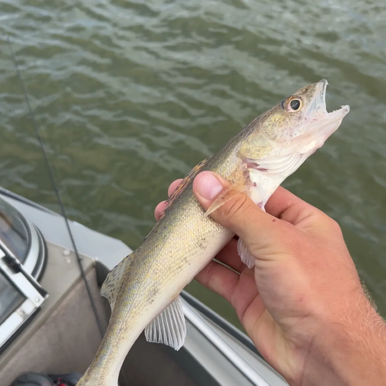 Walleye caught on Fishbrain
