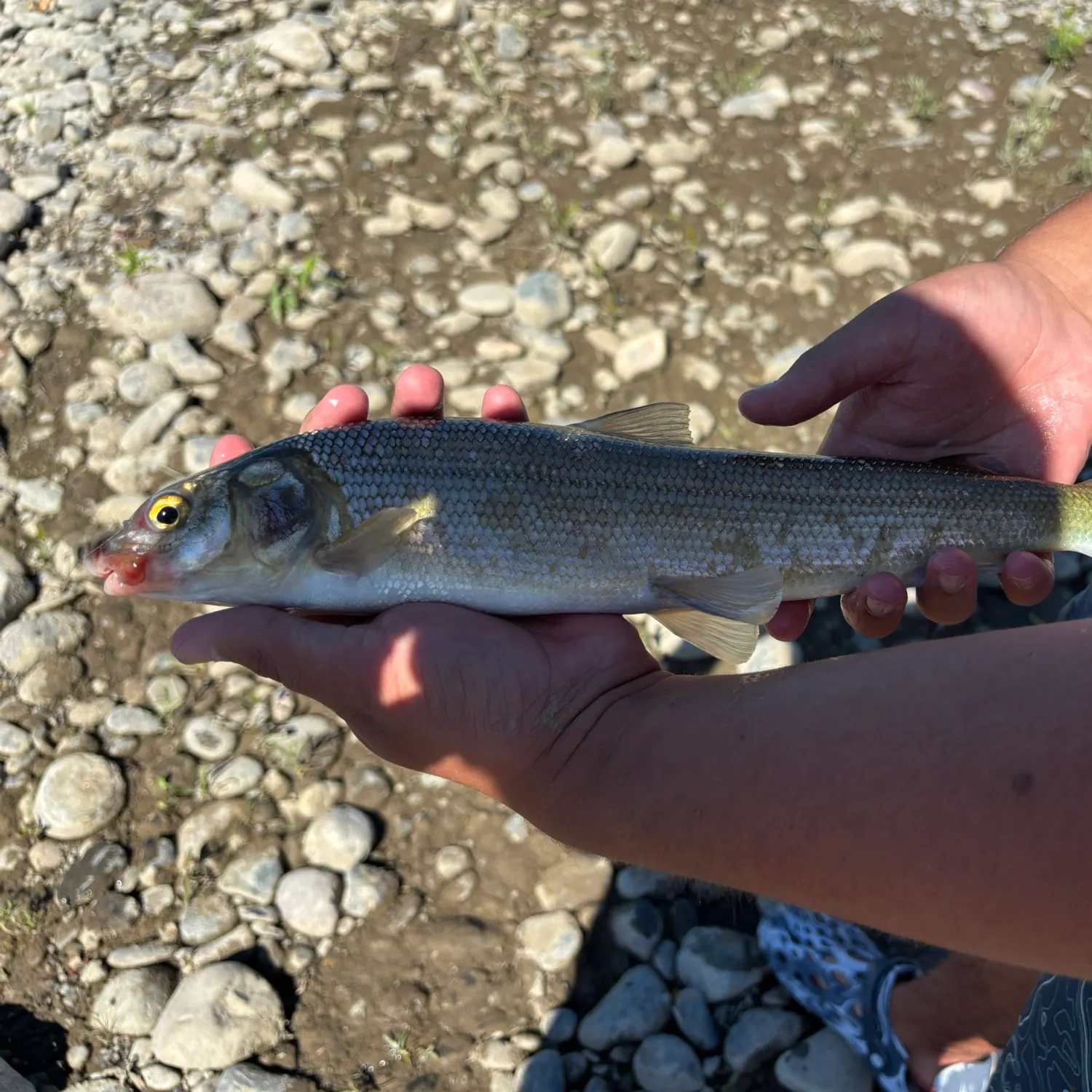 The most recent Mountain whitefish catches on Fishbrain