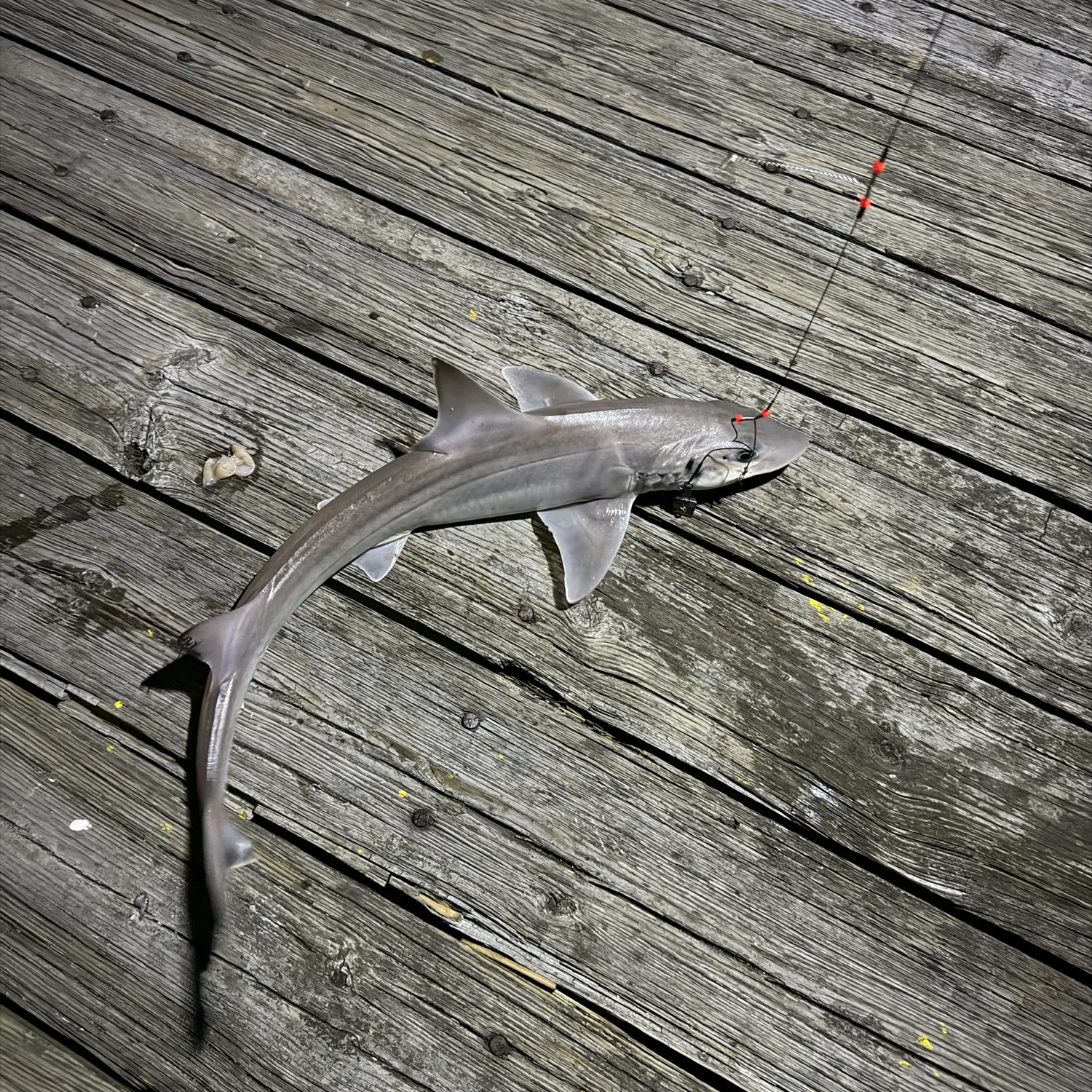 Nurse shark caught on Fishbrain