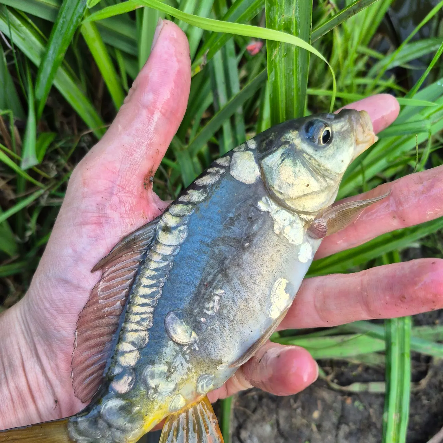The most recent Mirror carp catches on Fishbrain