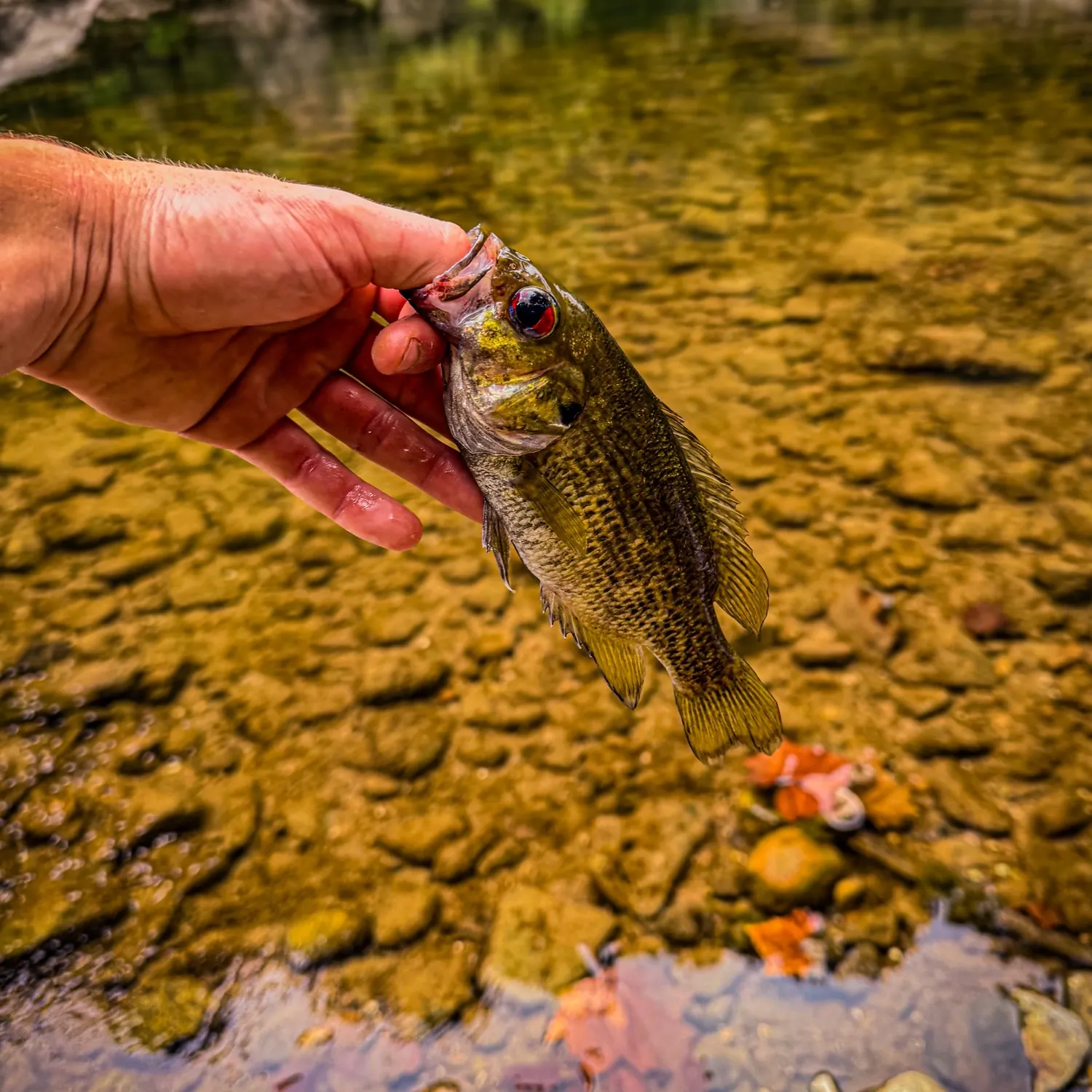 Rock bass caught on Fishbrain