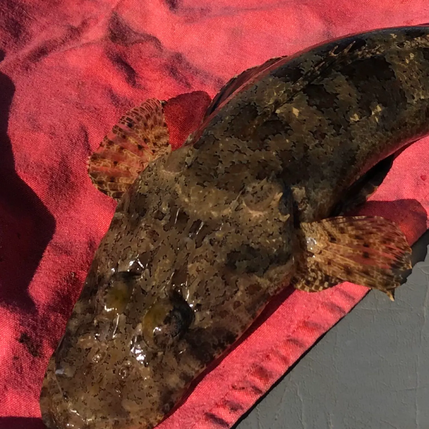 The most recent Crocodile fish catches on Fishbrain