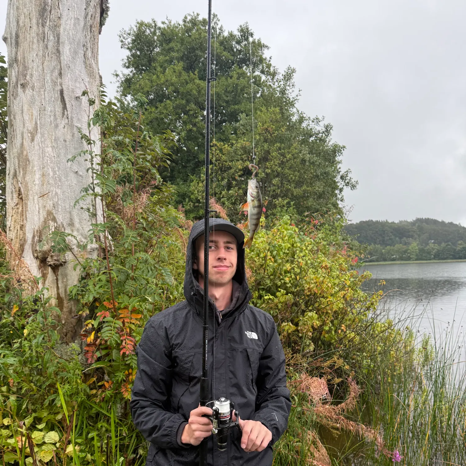 European perch caught on Fishbrain