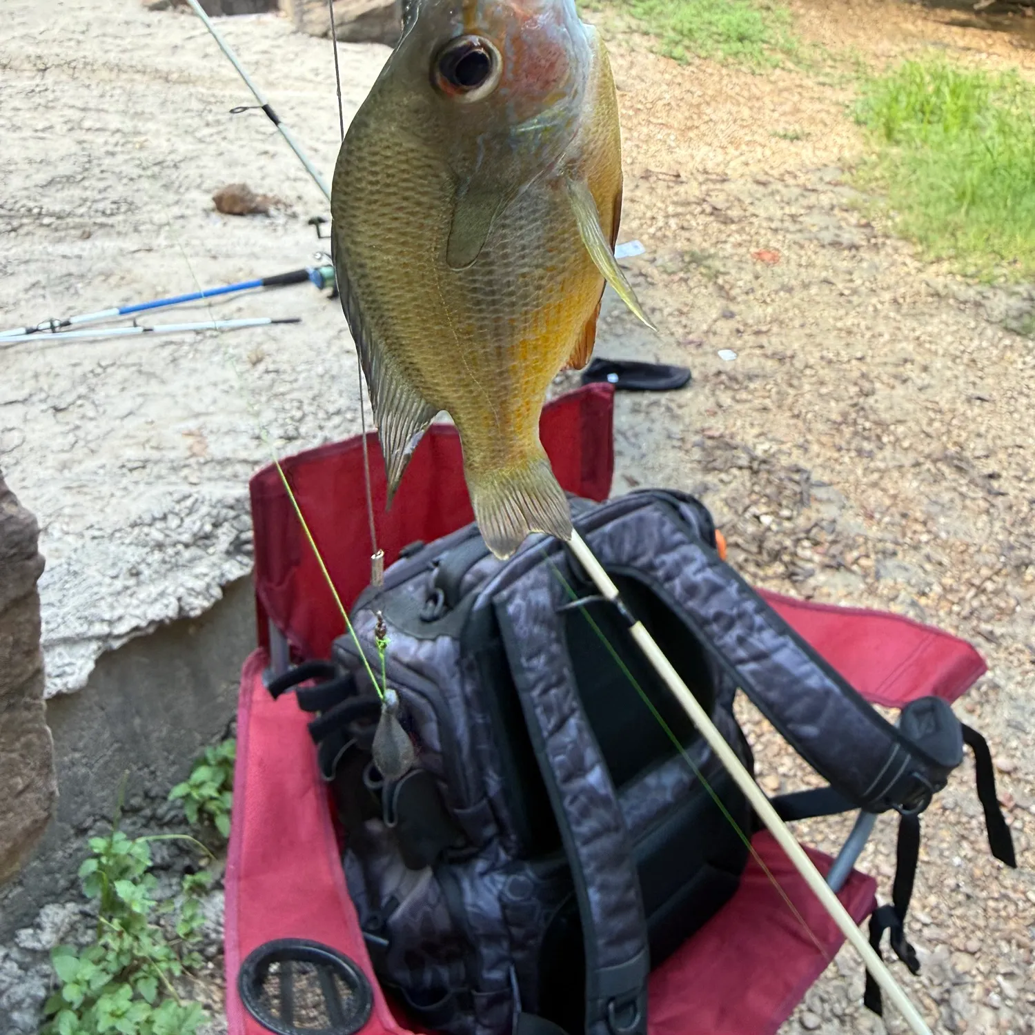 Bluegill caught on Fishbrain
