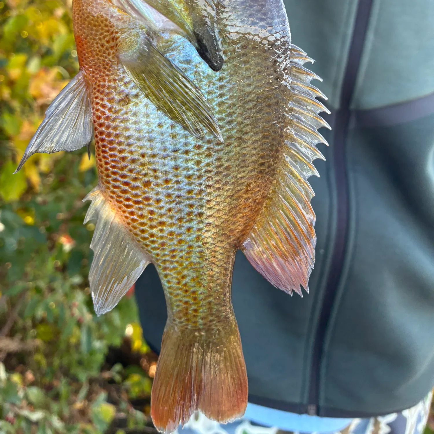 Redbreast sunfish caught on Fishbrain