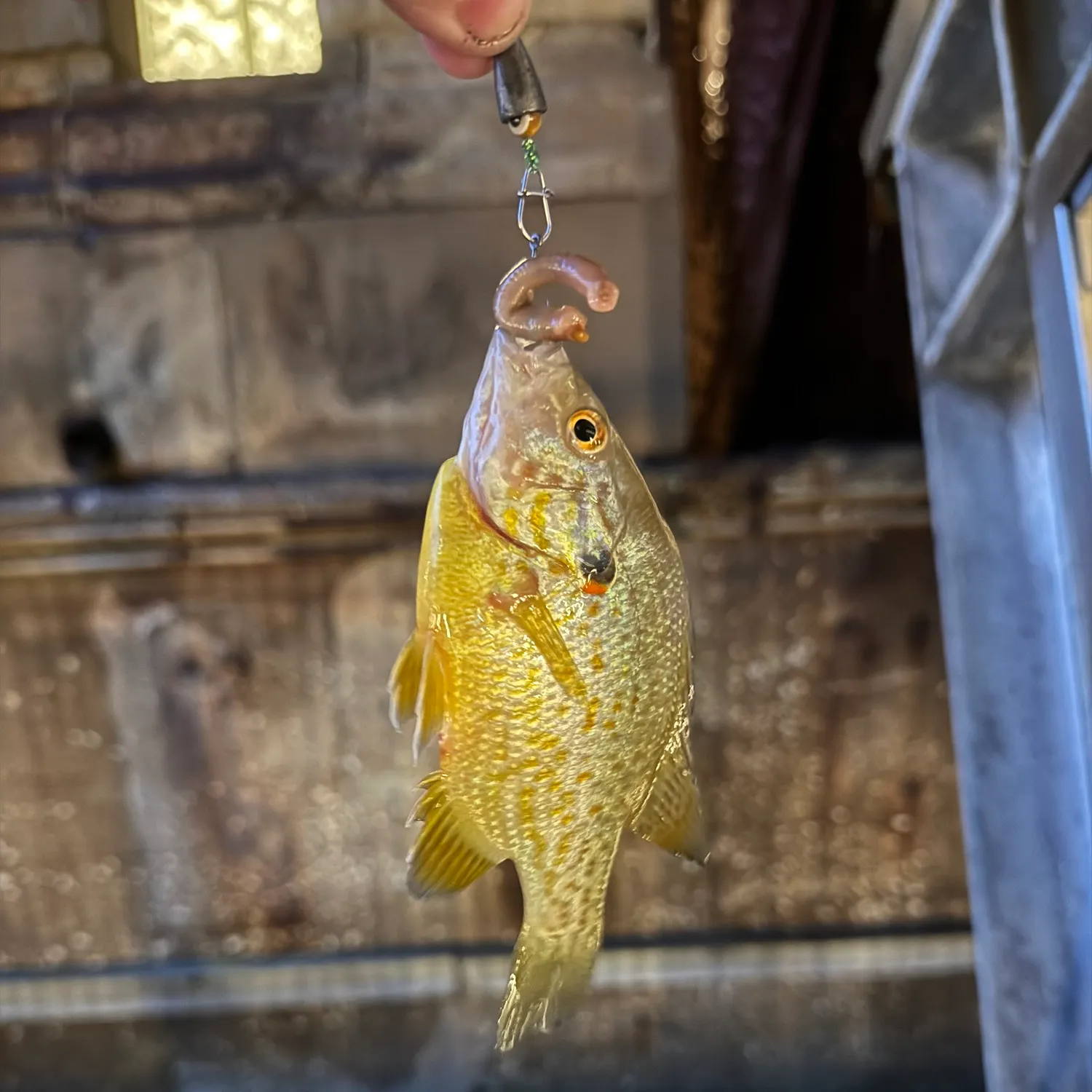 Green sunfish caught on Fishbrain