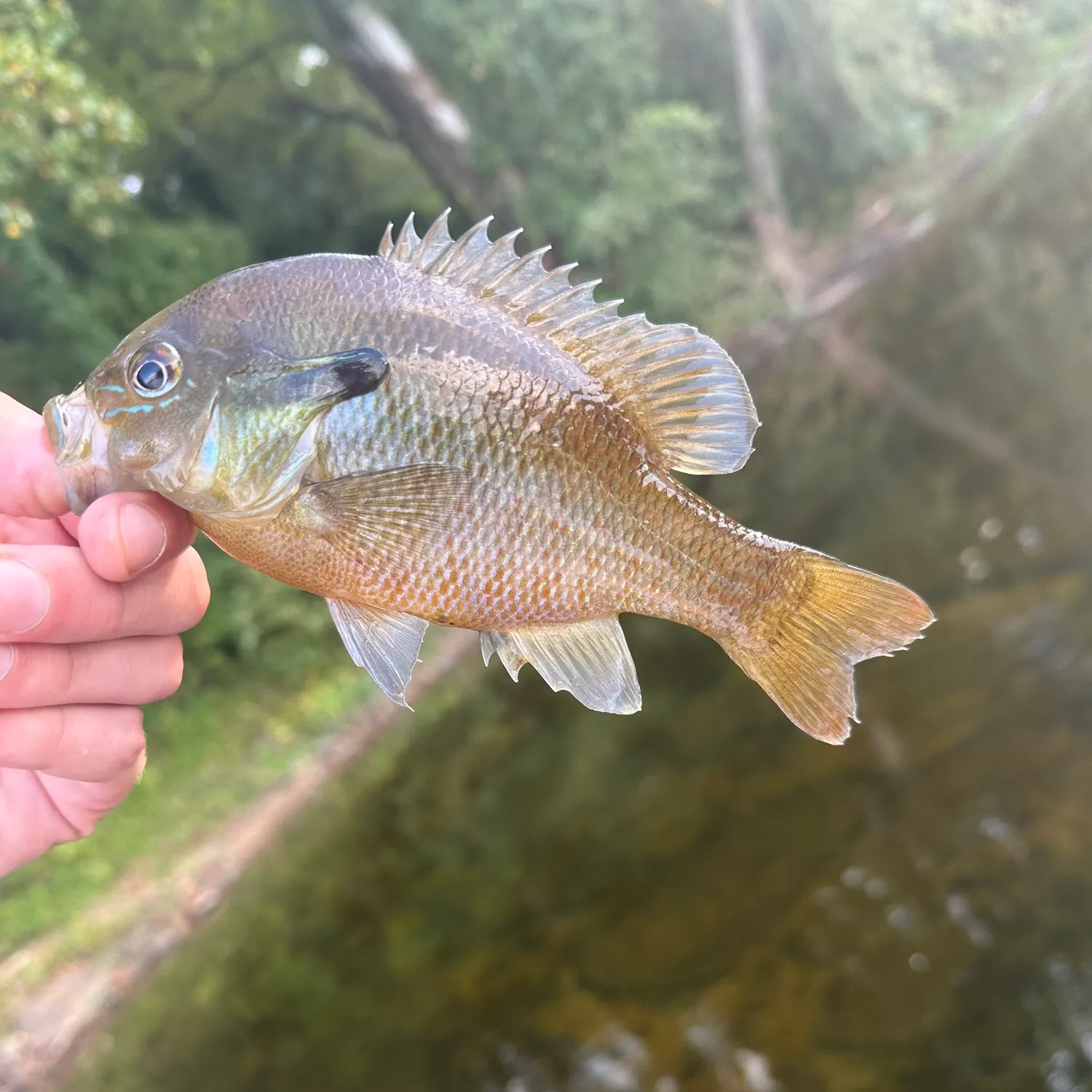 Redbreast sunfish caught on Fishbrain